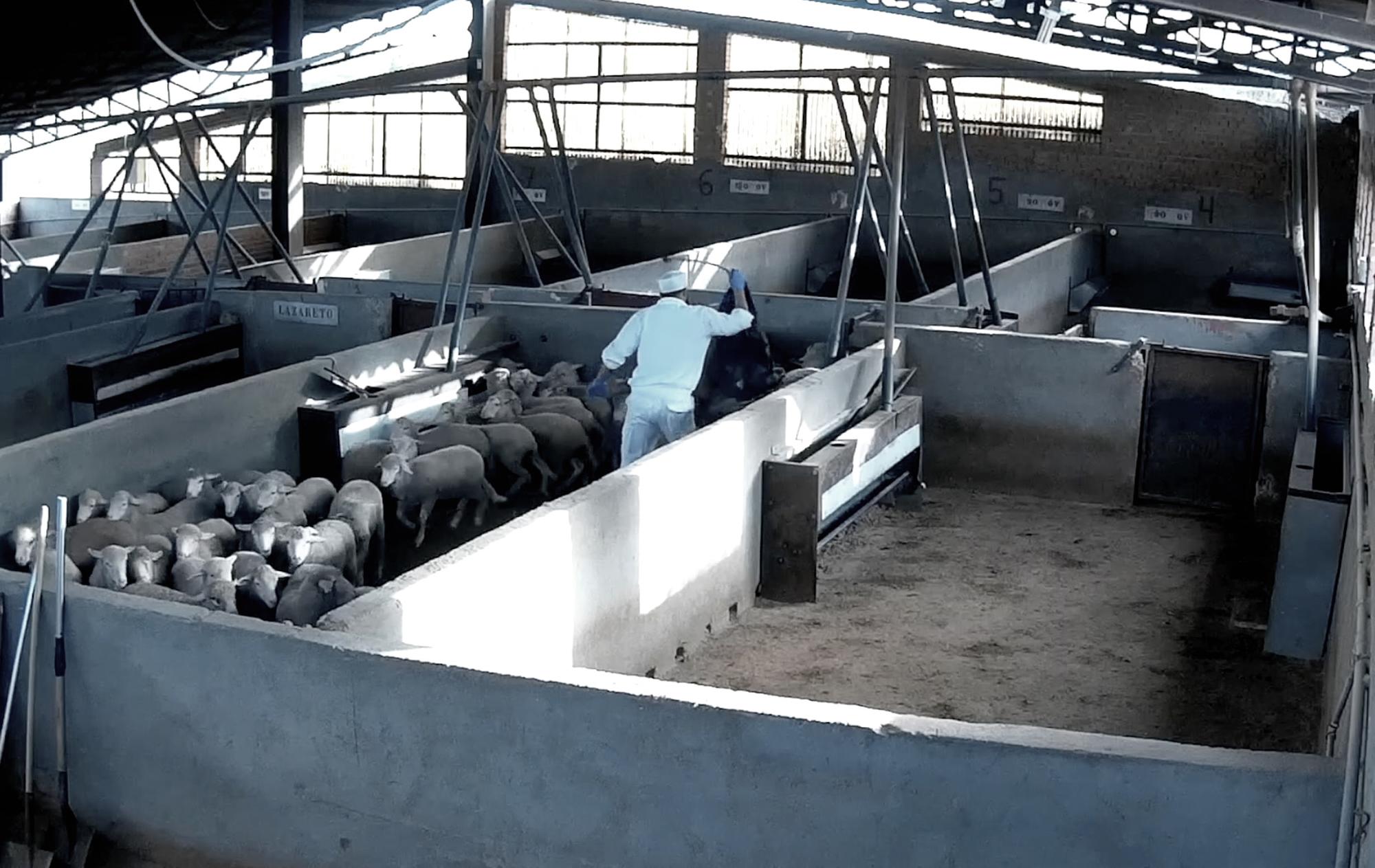 Trabajador golpeando a corderos en matadero