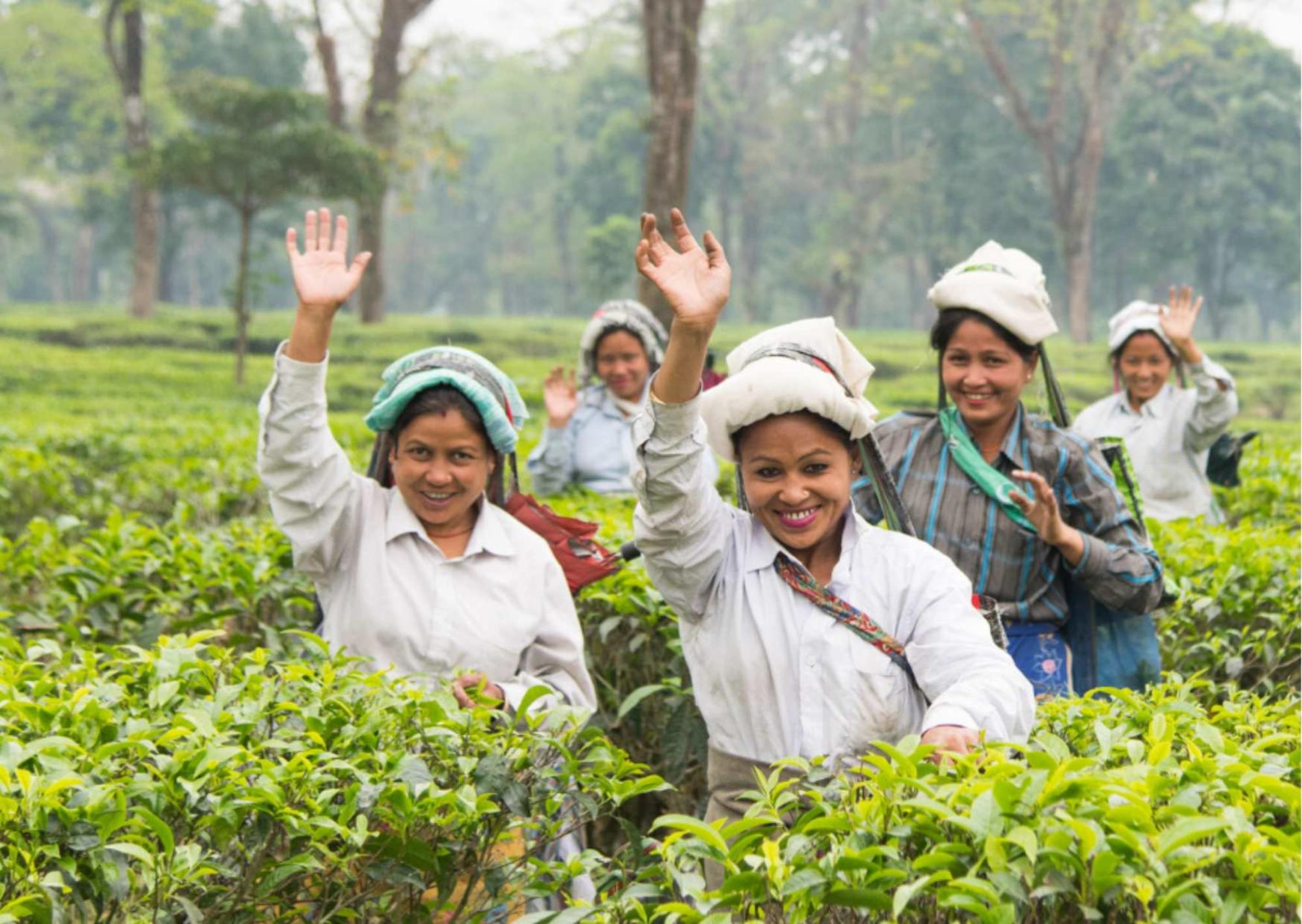 Agricultoras en plantas de te de la India (autoría: Coordinadora Estatal de Comercio Justo)