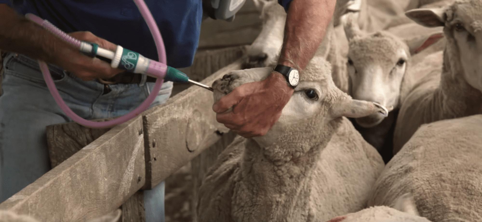 Escena del documental Comiendo nuestro camino hacia la extinción.