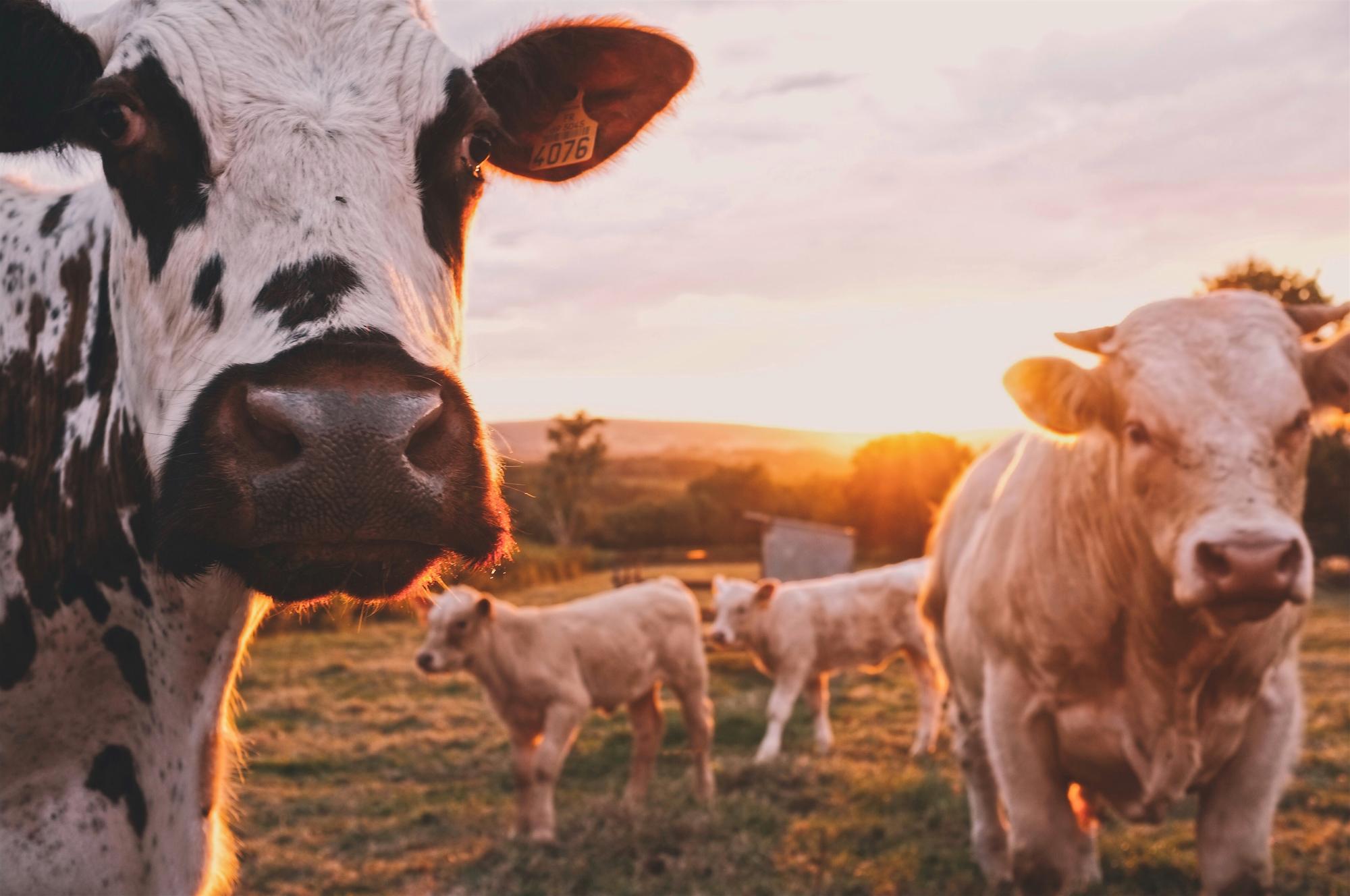 Vacas en un prado al atardecer.