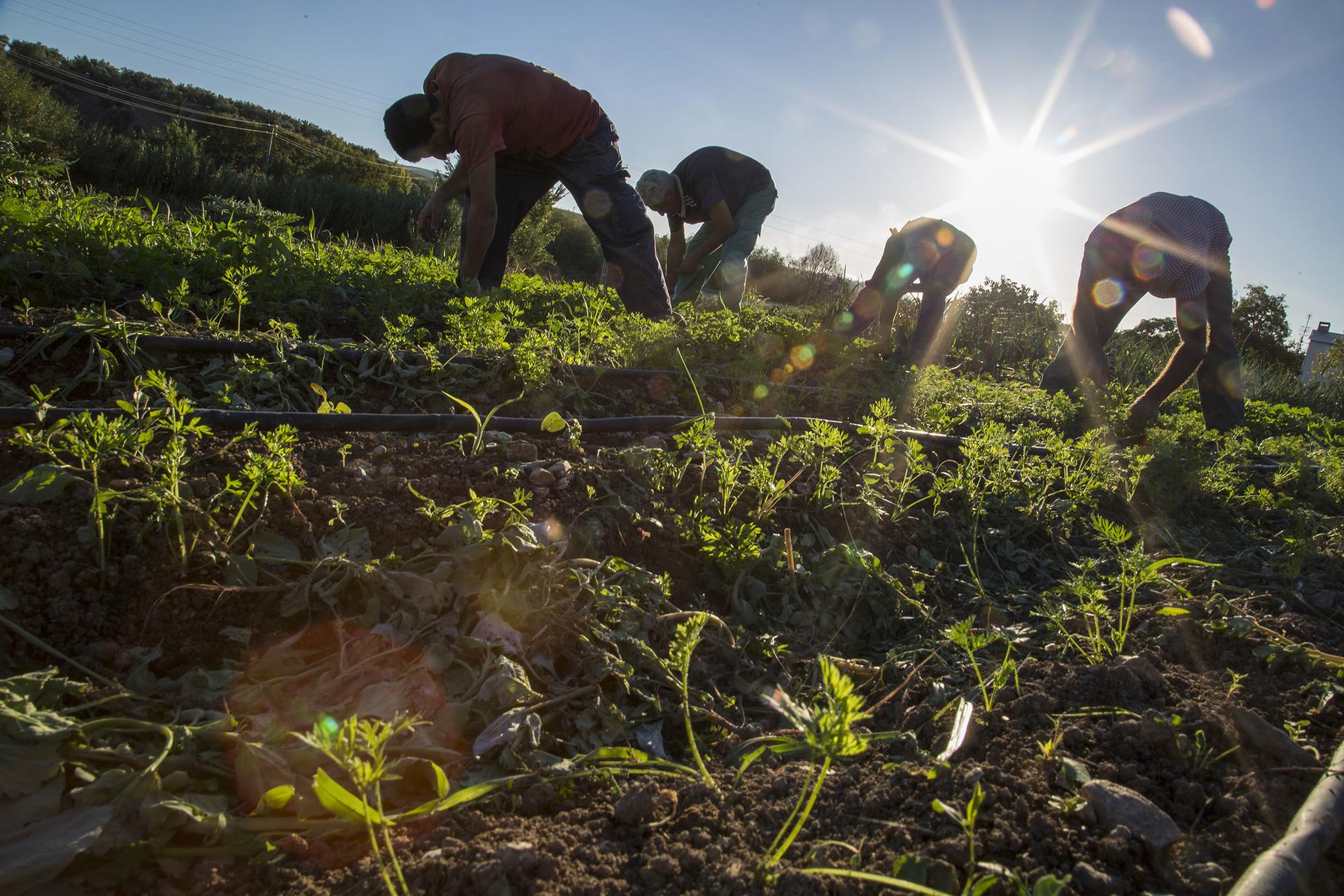 Huerta en Andalucía