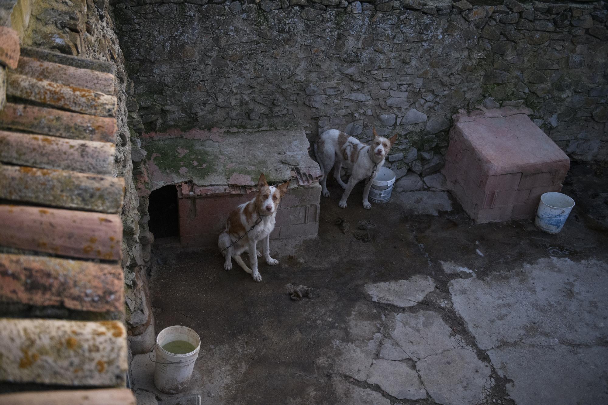 cheniles 2