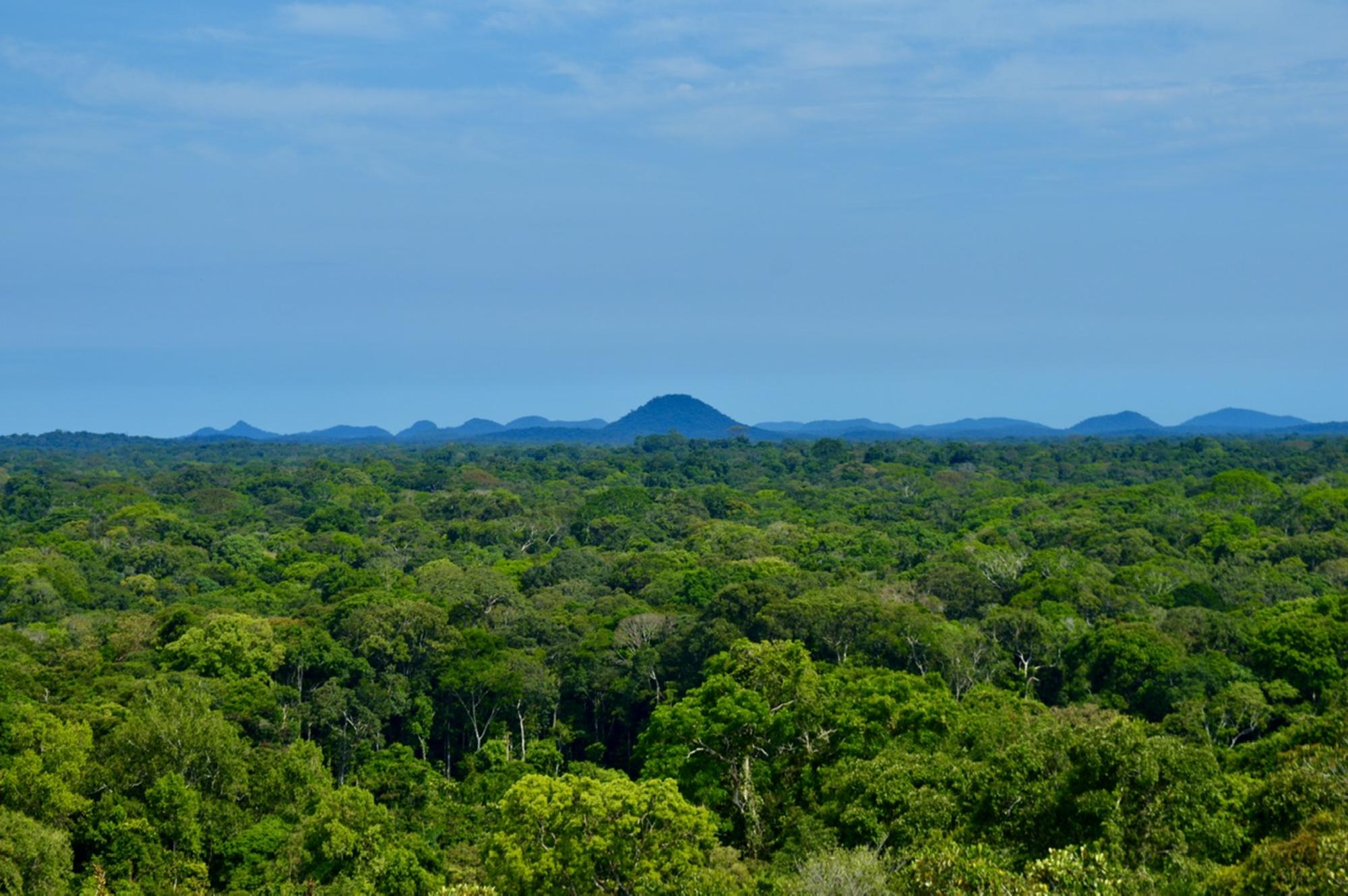 Selva cerro