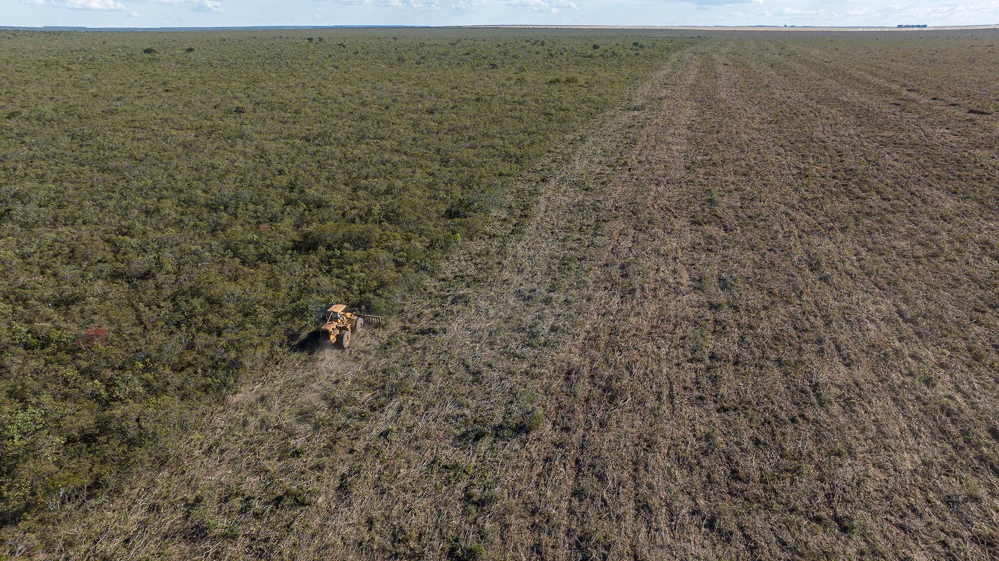 Cultivo y deforestación en Brasil - 4