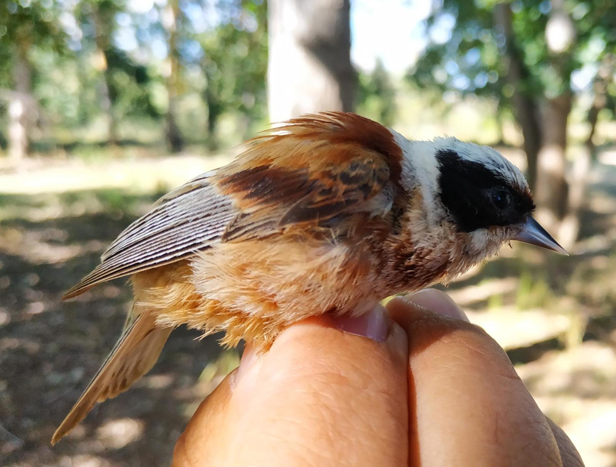 Pájaro moscón
