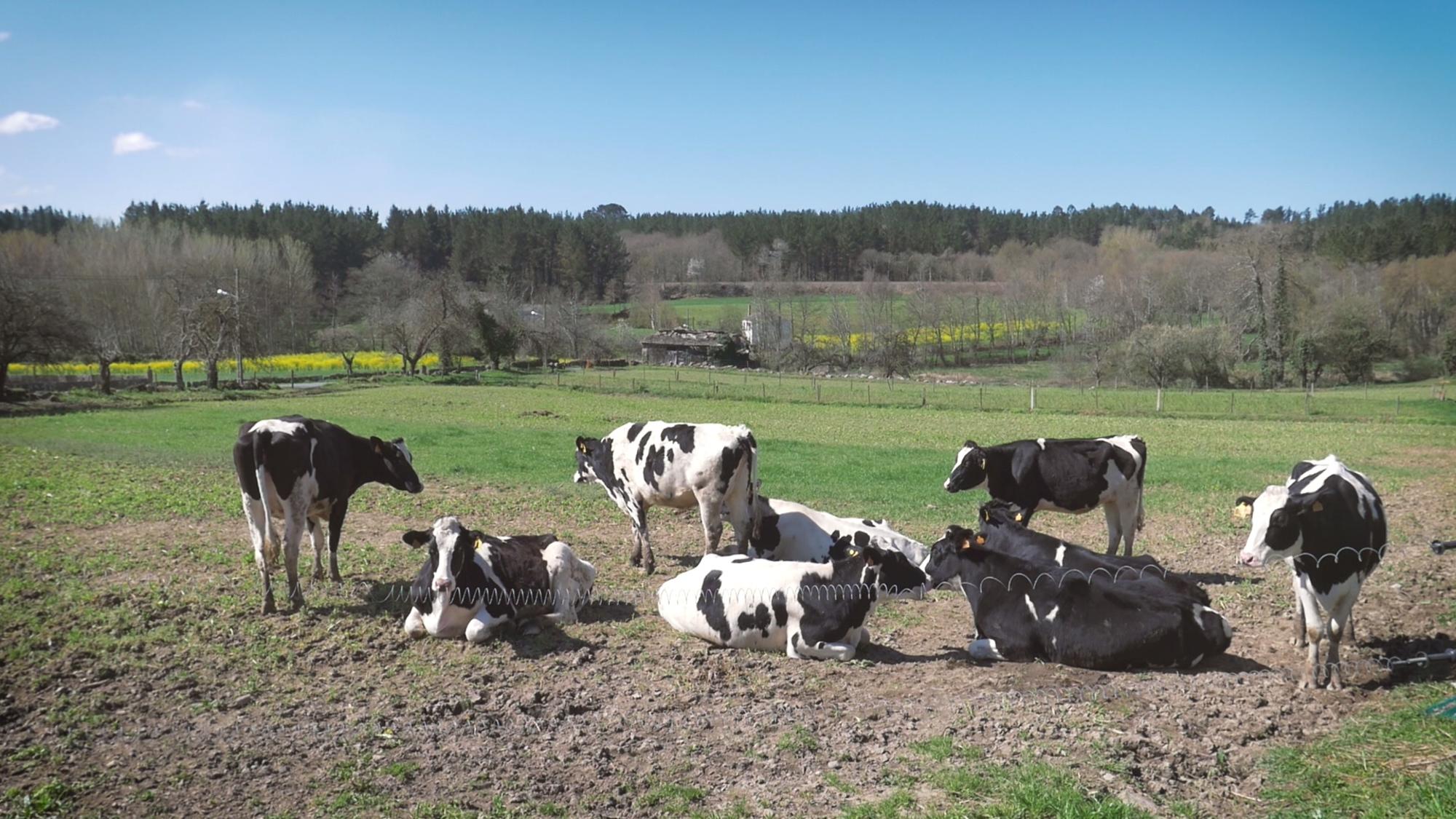 gandeiria galiza 2
