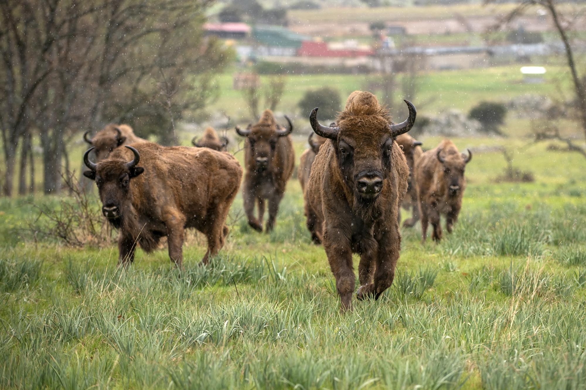 bisontes yeguada la perla