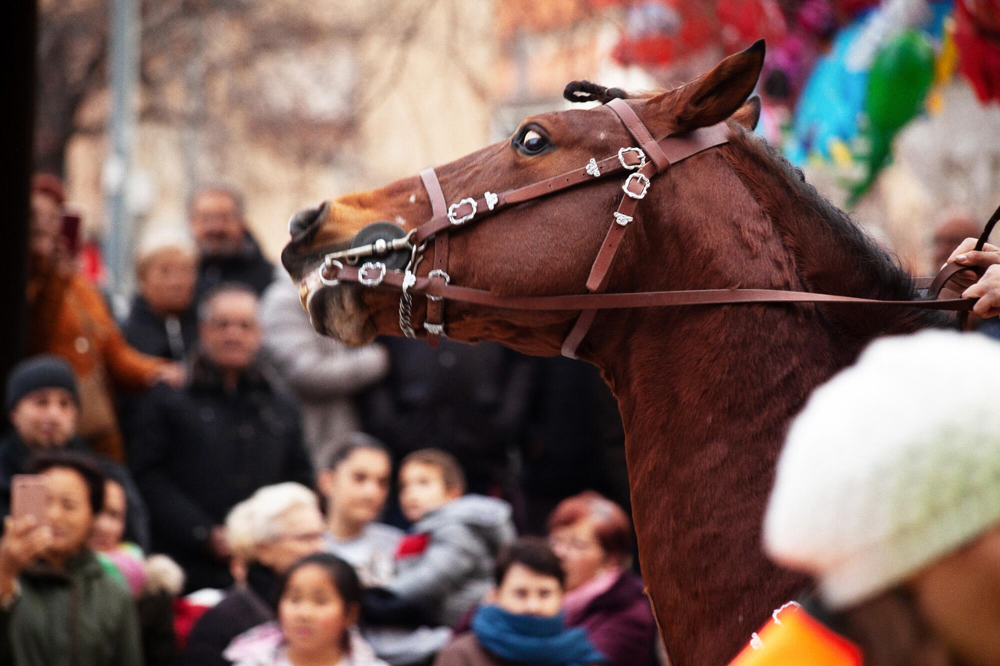 Caballo estresado.