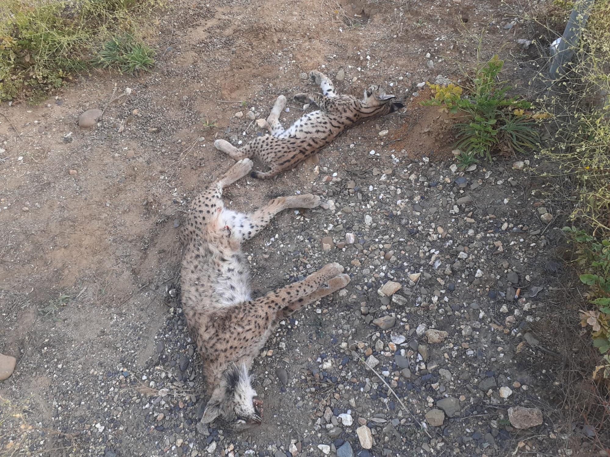 linces atropellados