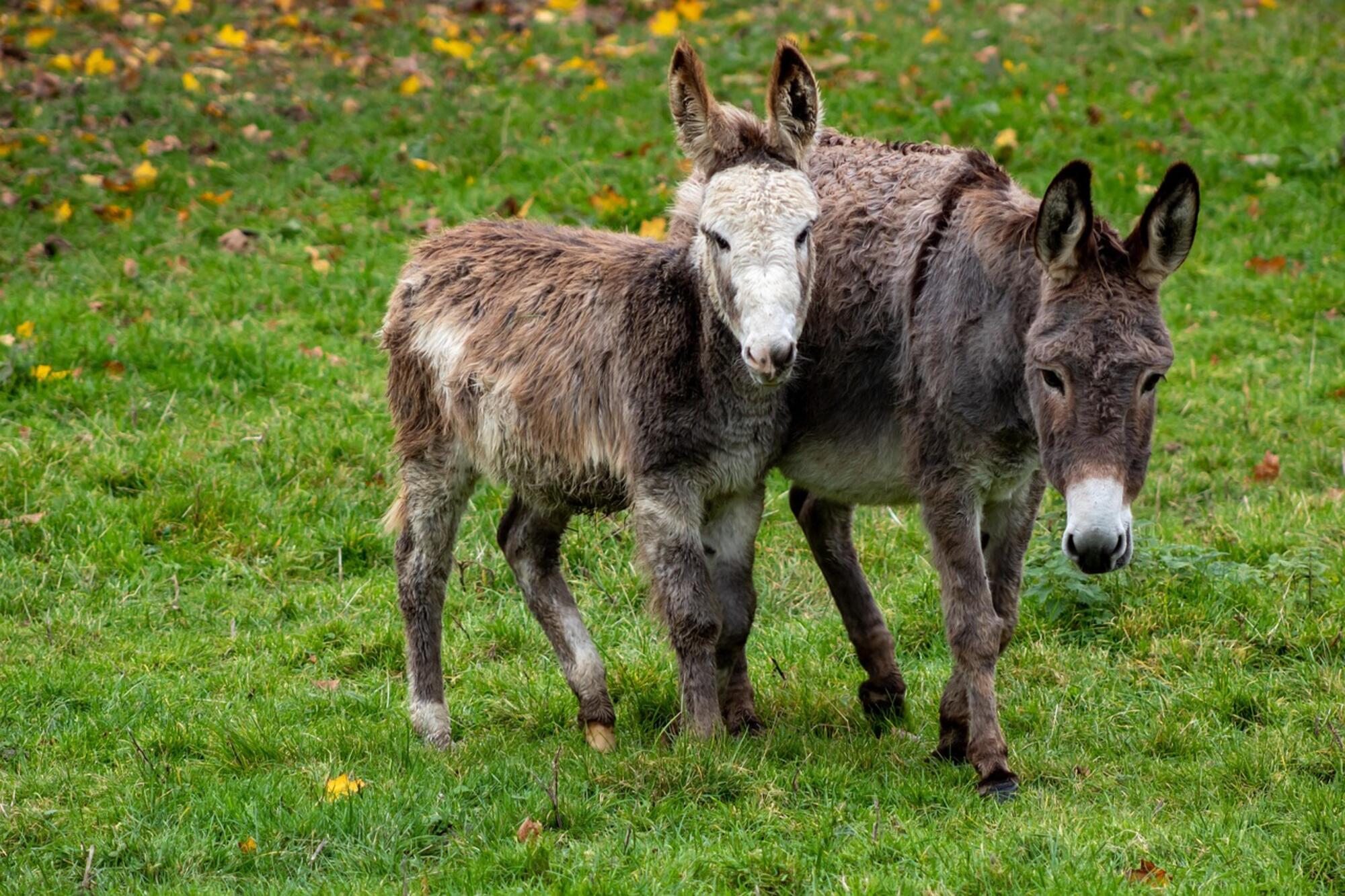 Había una vez un circo