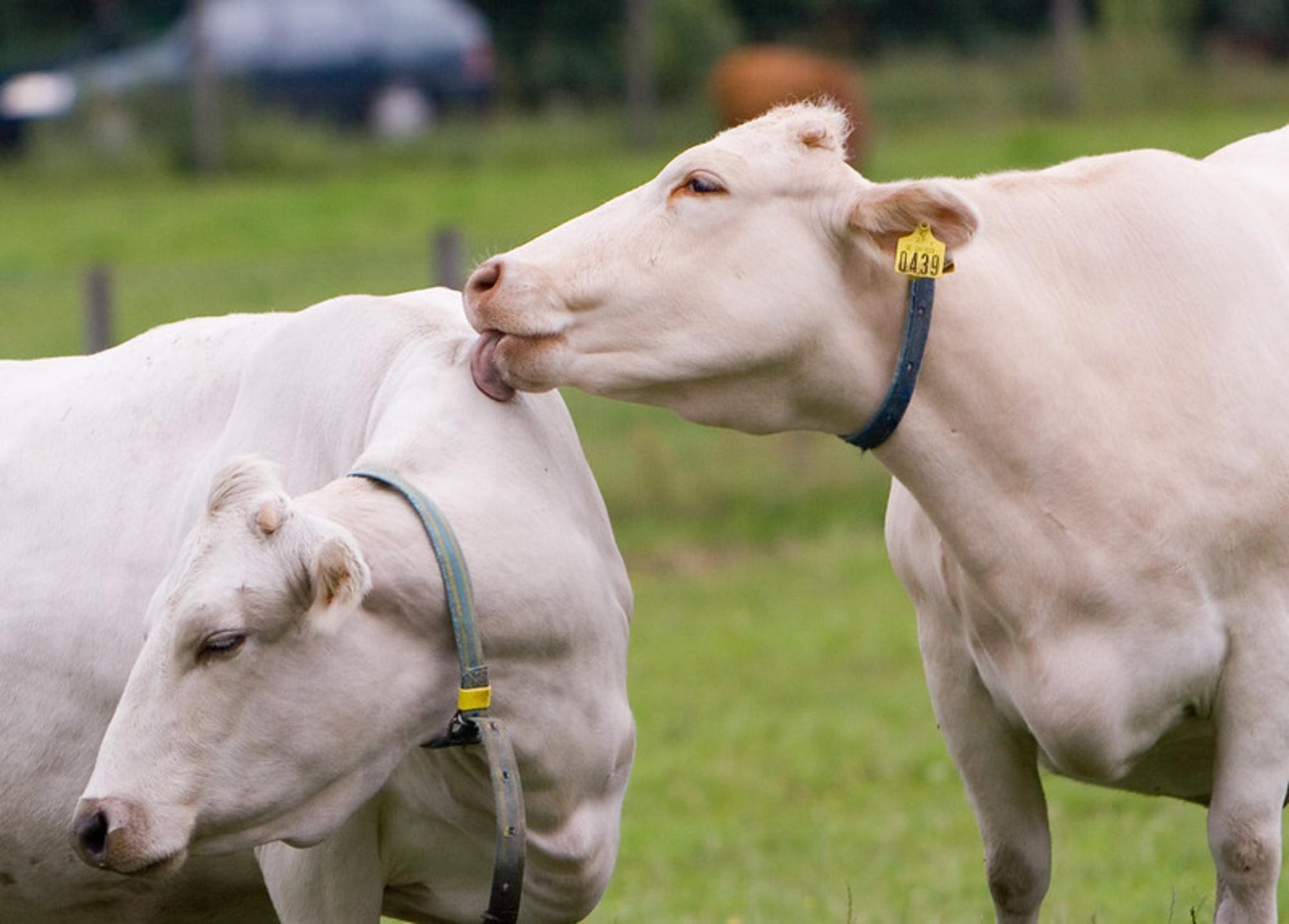 Dinámicas sociales de las vacas