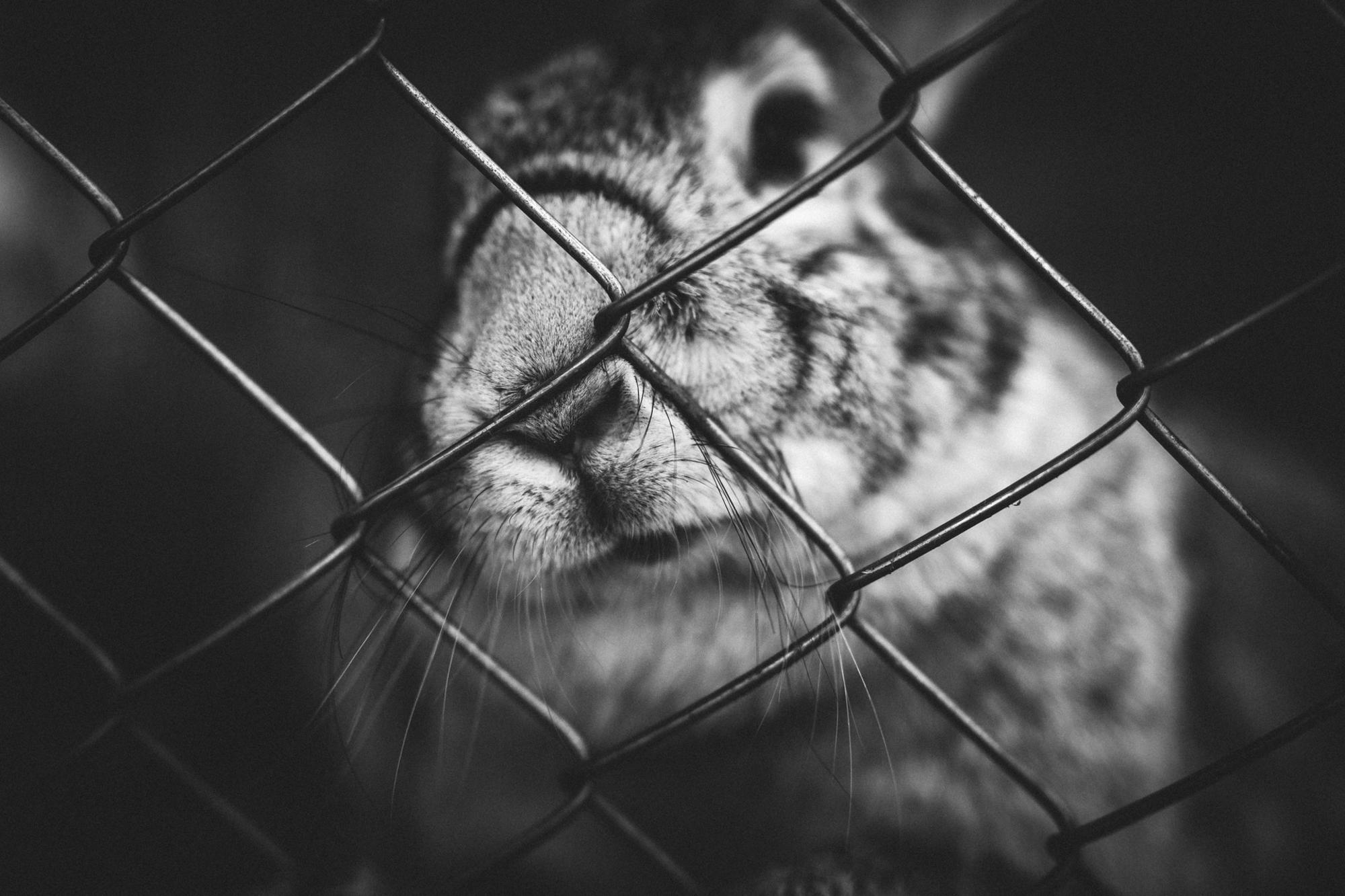 conejo experimento