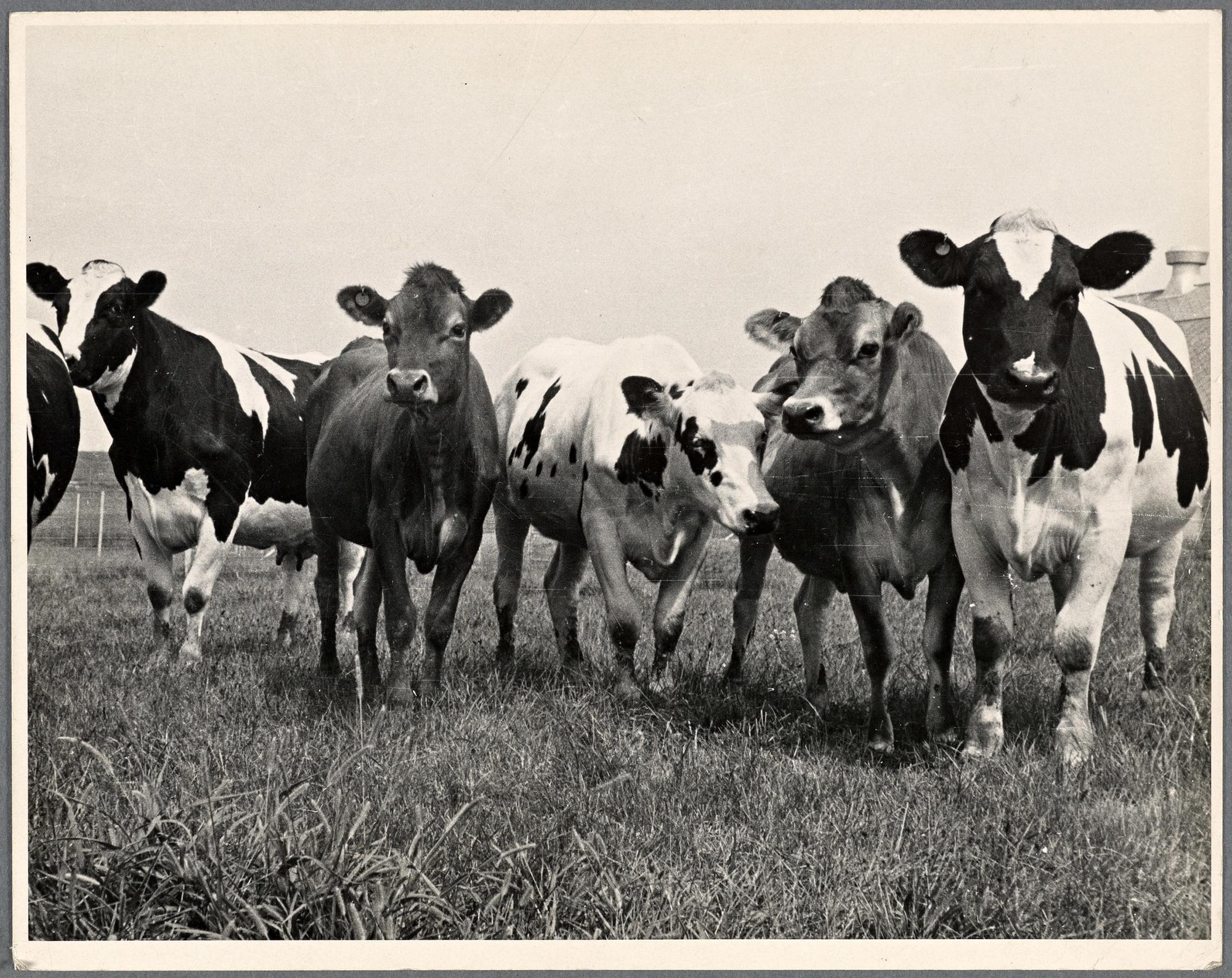 Vacas en 1935