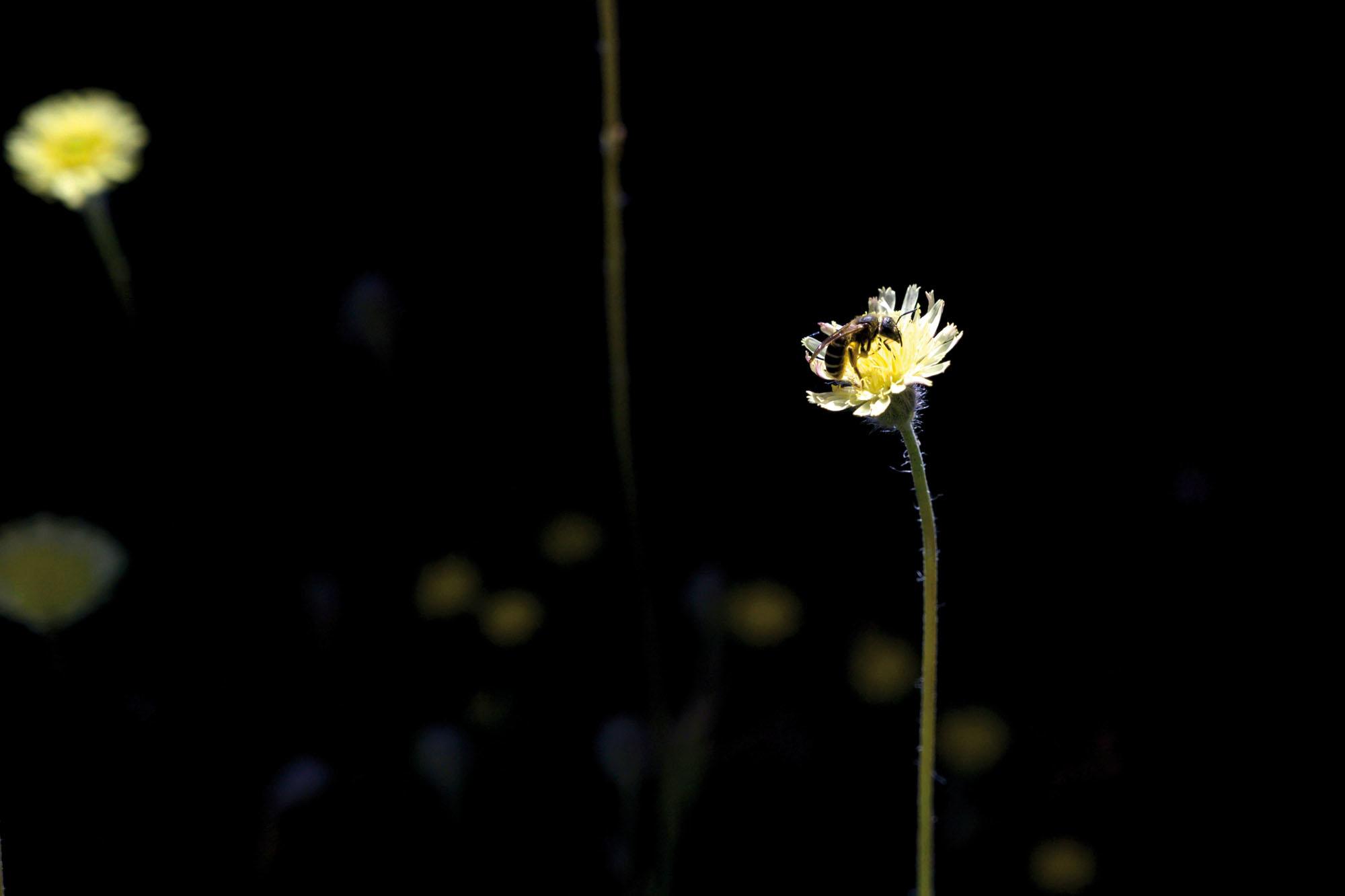 abeja desaparcion insecticidio