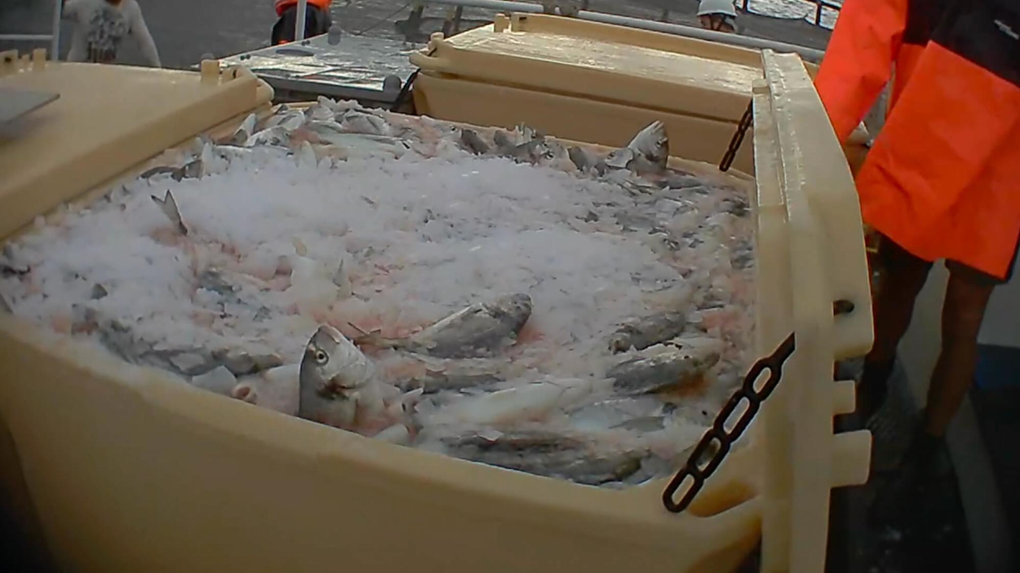 Peces asfixiados en hielo