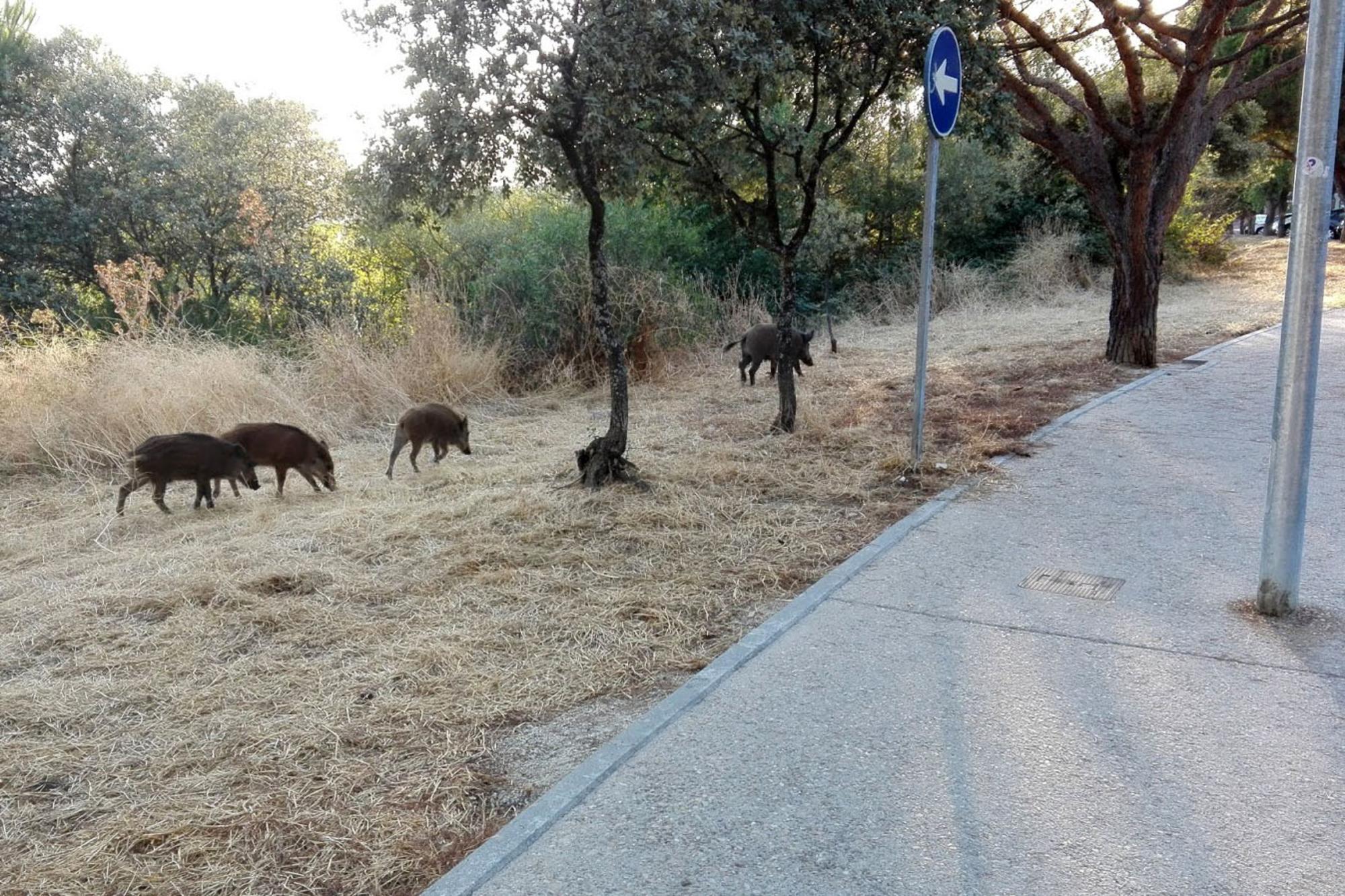 Jabalies