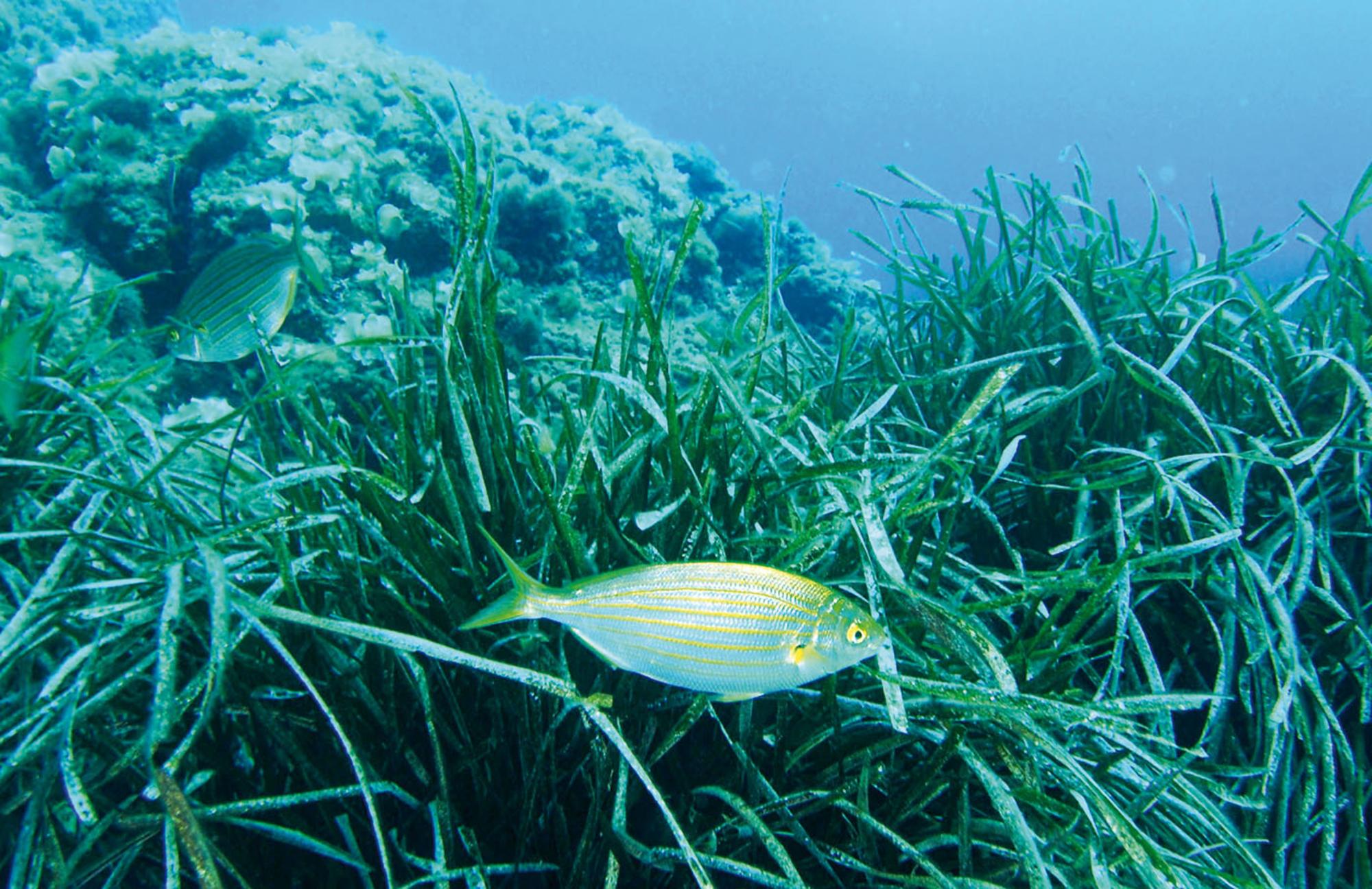 Posidonia Oceanica mediterraneo