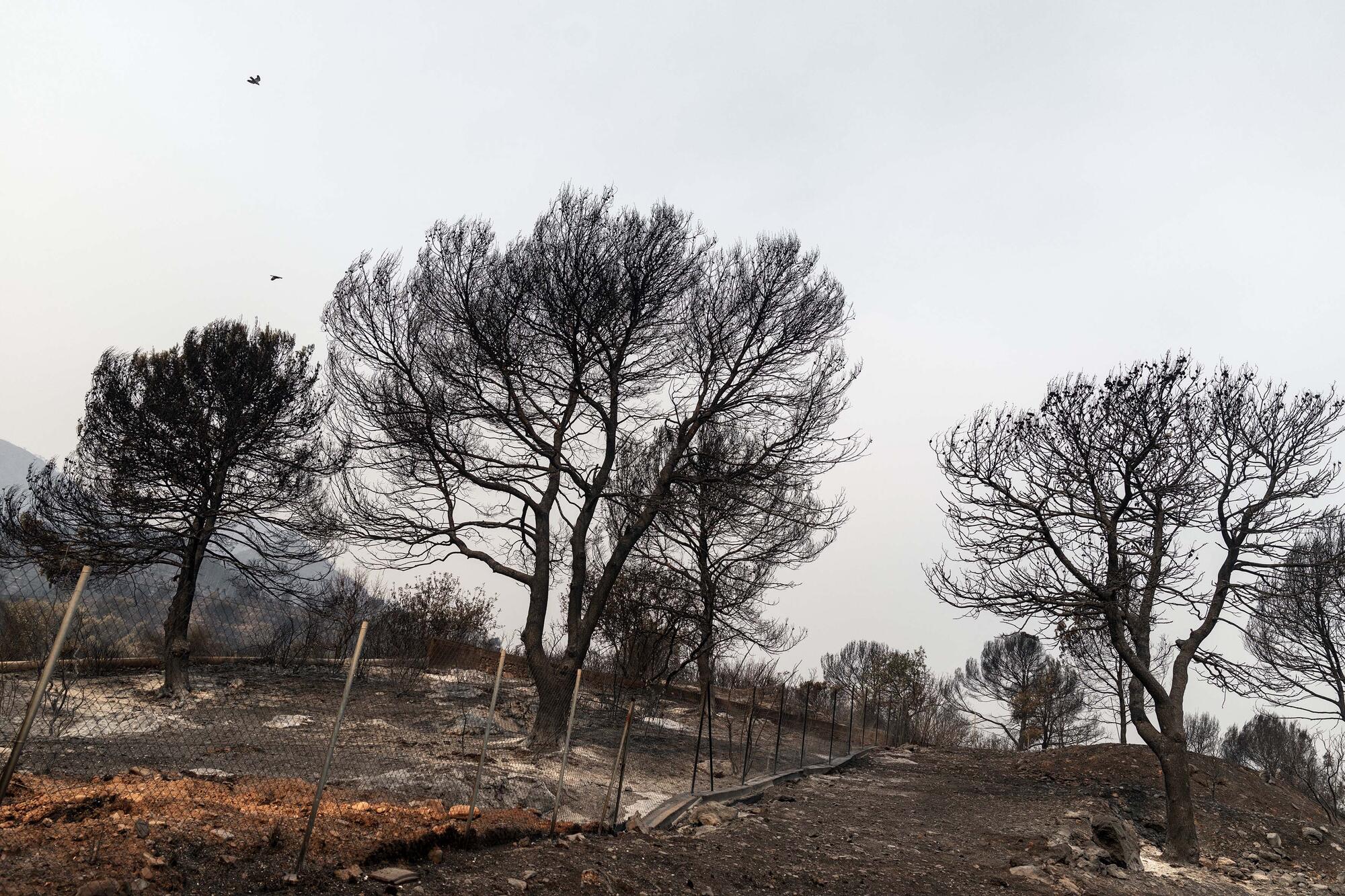 Castellón Incendio - 2