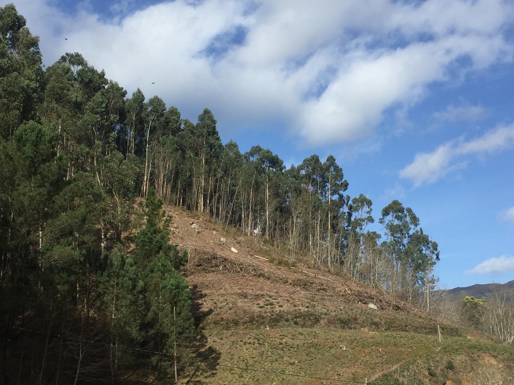 Monte talado