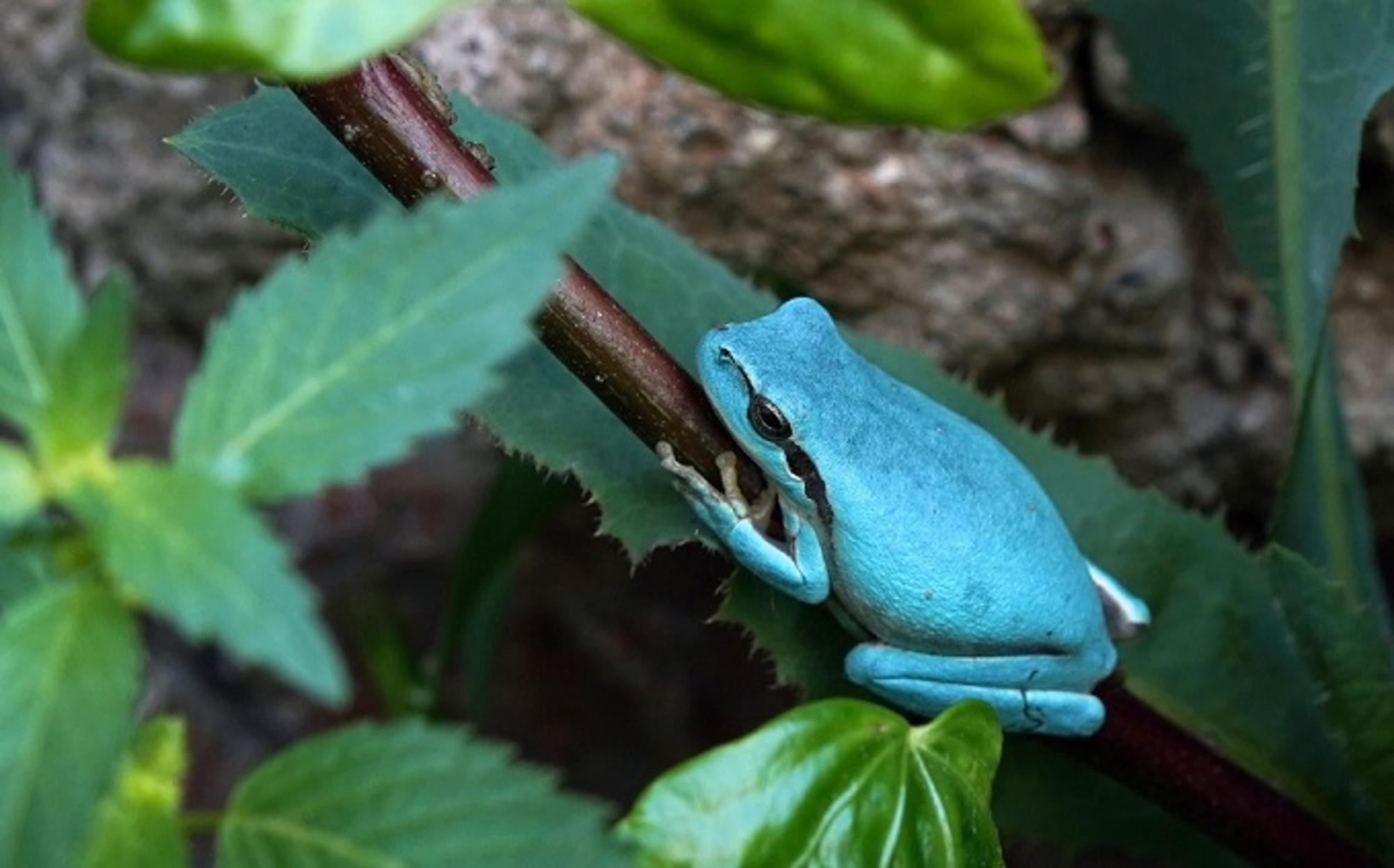 Rana, sapo. Hyla. meridiolali, mutación azul 2