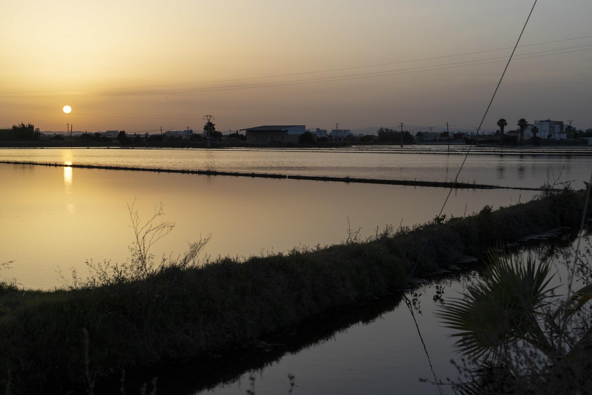 Marjal de la Albufera 1