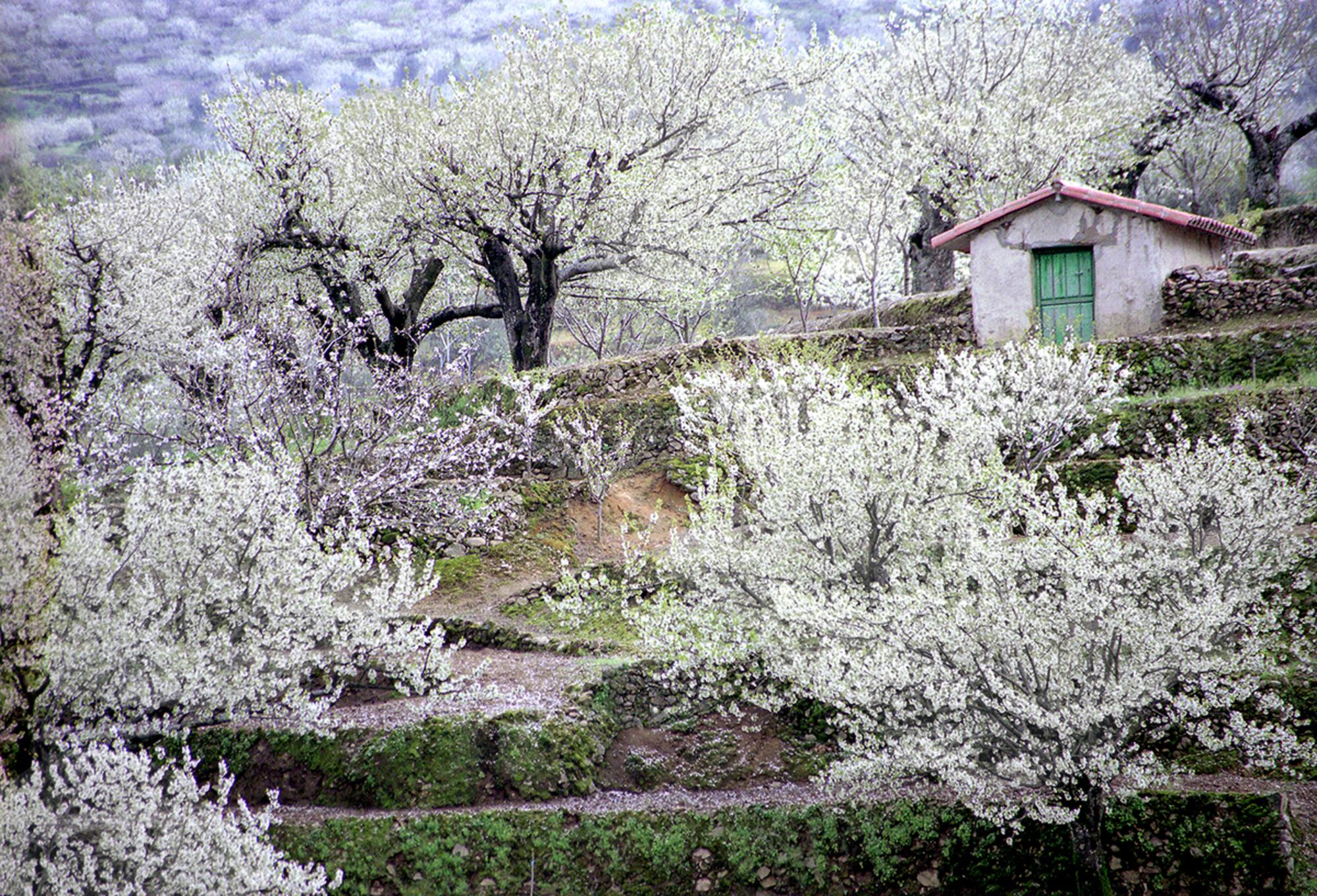 Cerezo en flor