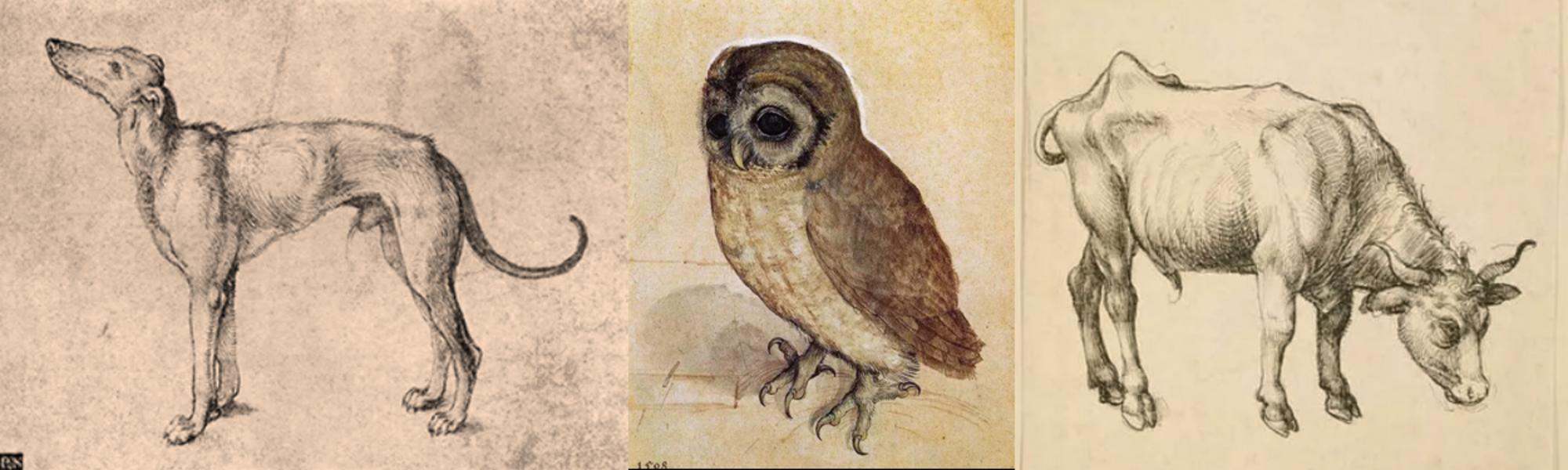 Albrecht Dürer | Galgo [c. 1500-1501], Mochuelo [1508], Novillo [c. 1496]