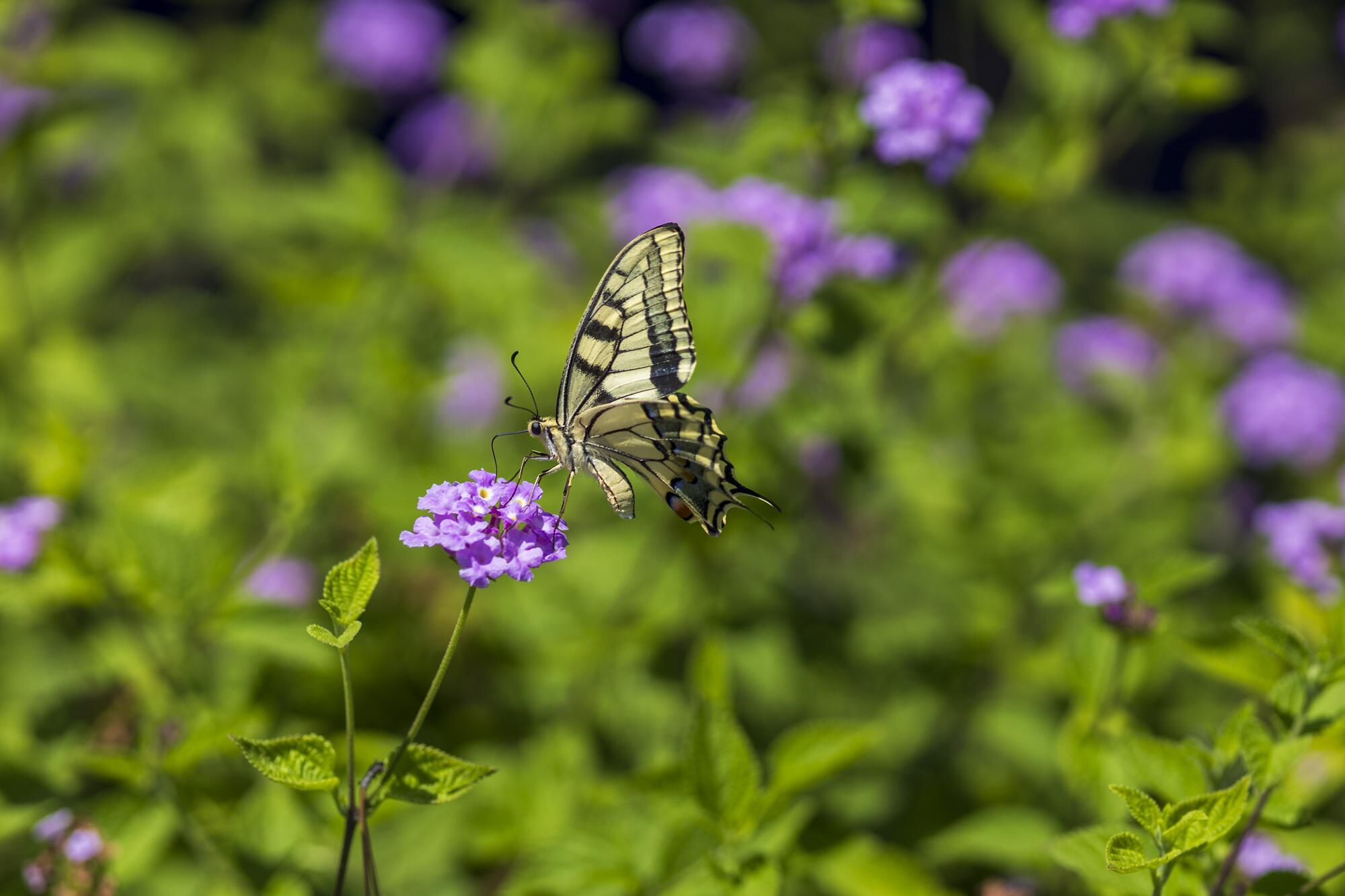 Costa Brava Girona  Mariposa