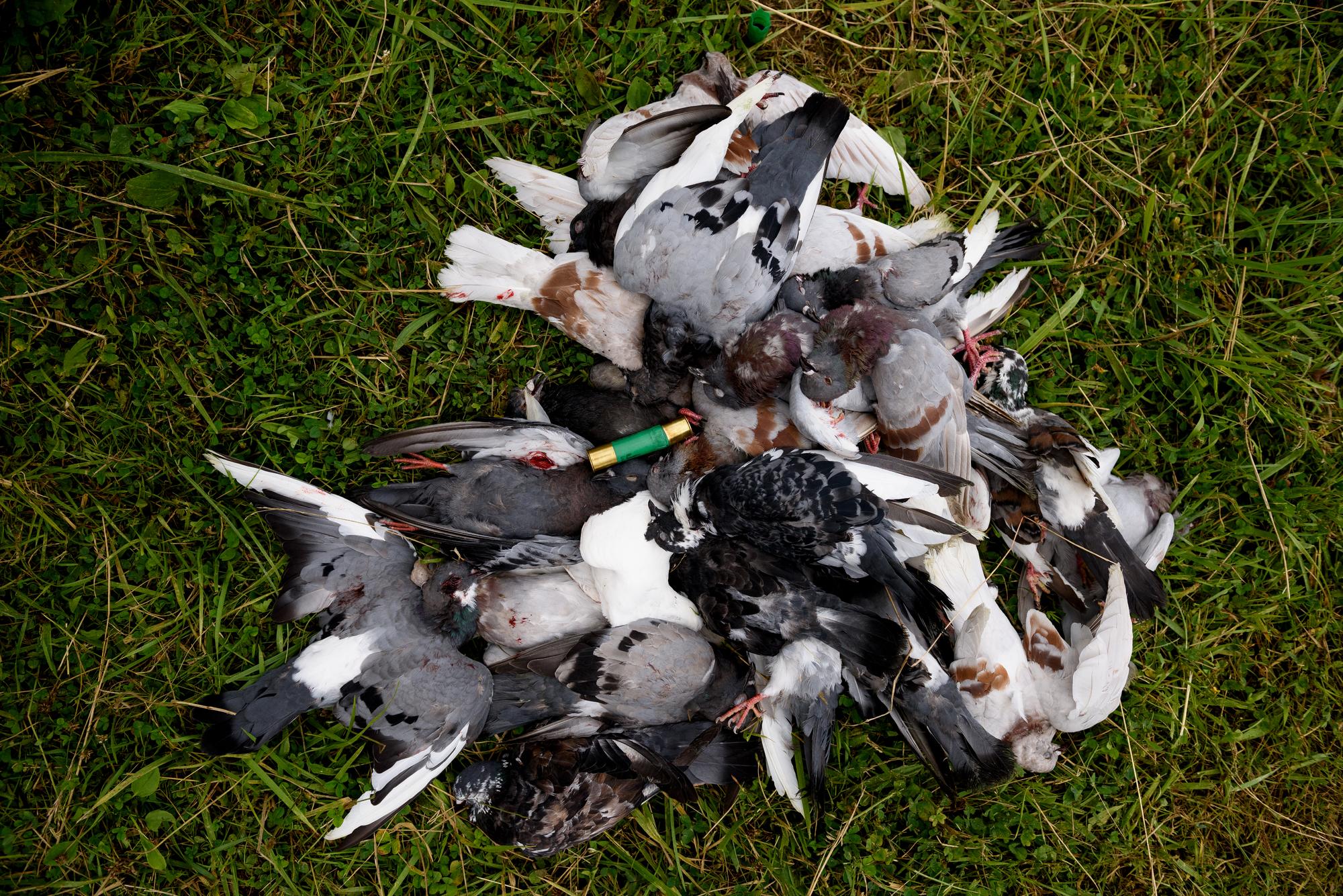 Tiro con palomas, depués