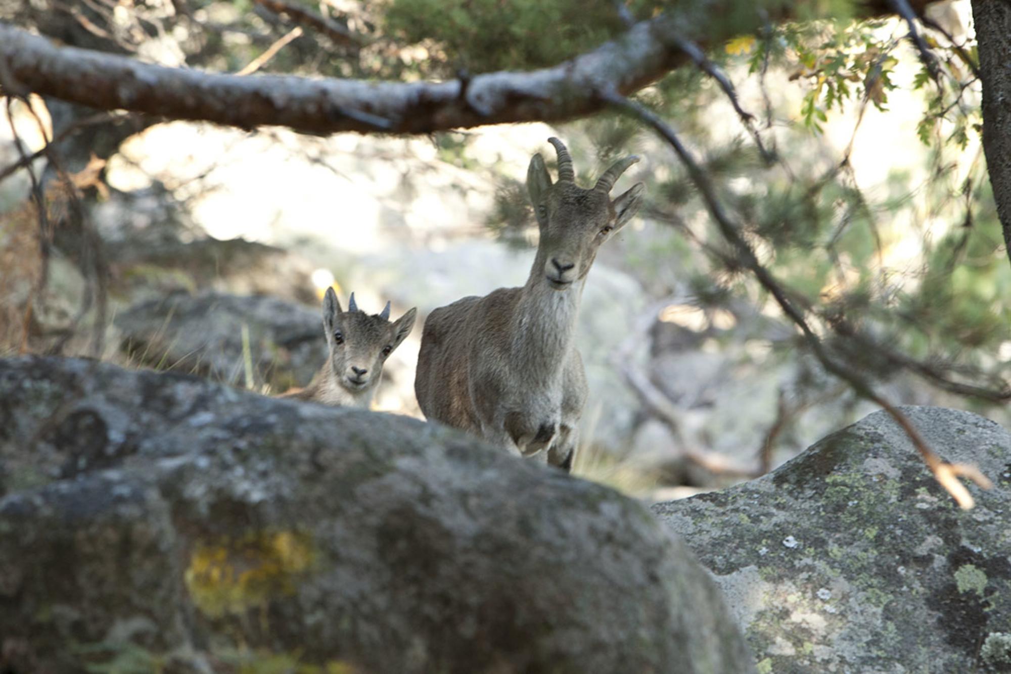 Cabras en la Sierra de Guadarrama.