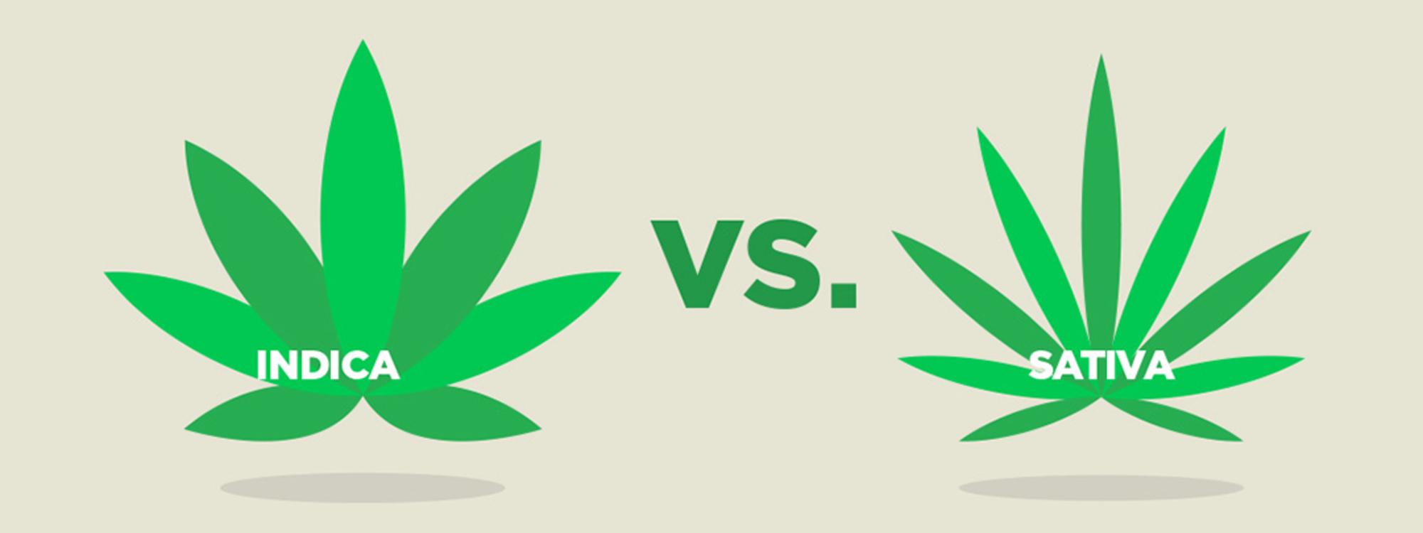 indica sativa
