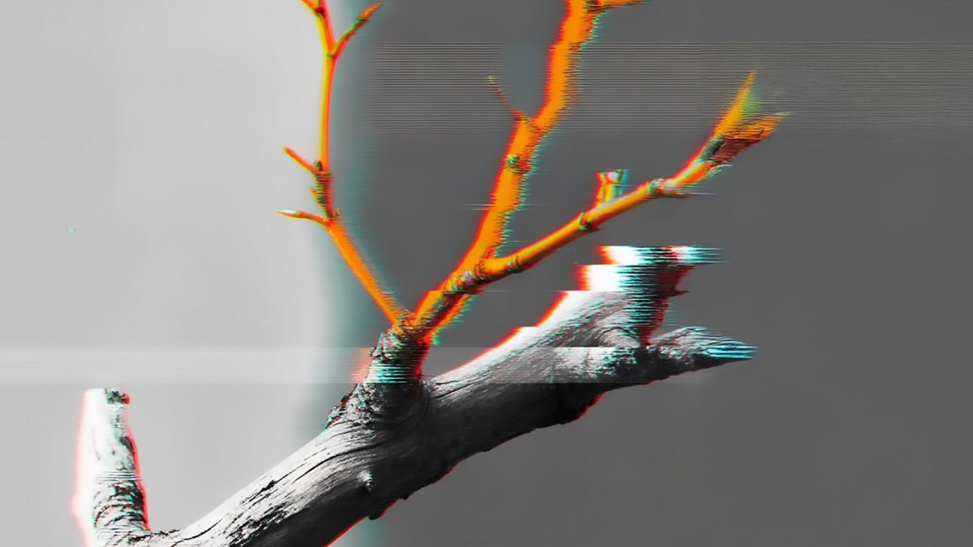Injerto 01