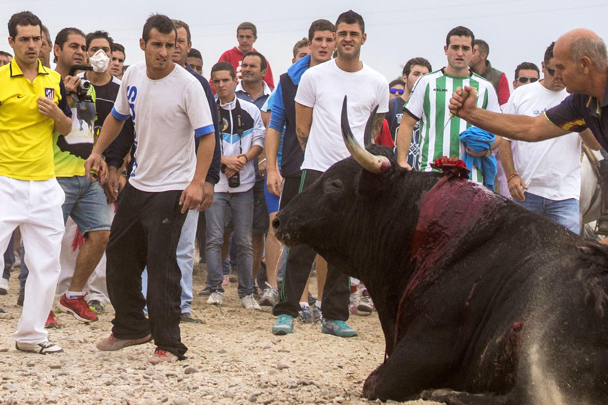 Toro De la Vega Tordesillas