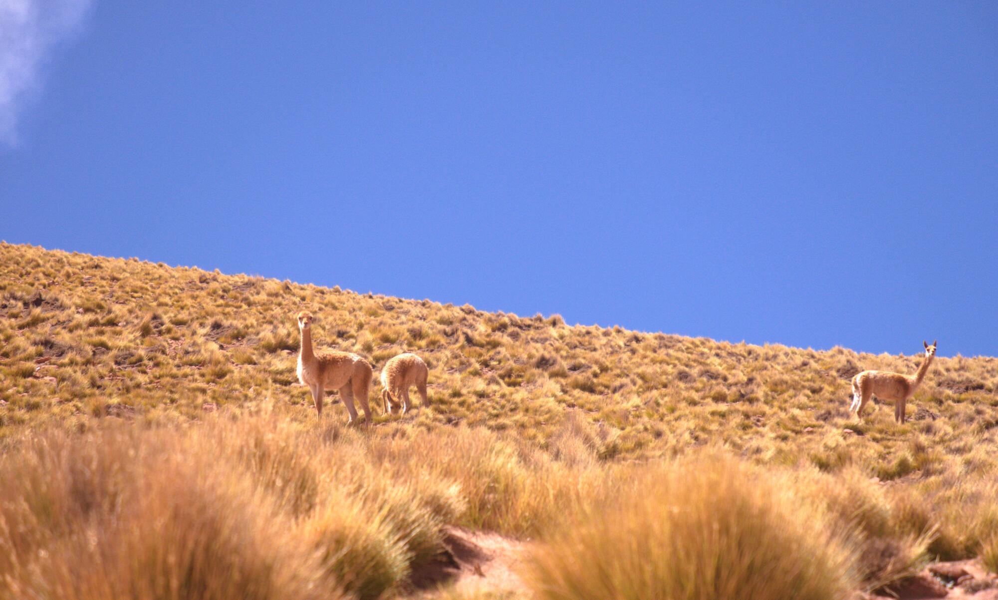 Llamas en unos de los típicos paisajes andinos en la frontera entre Argentina, Bolivia y Chile.