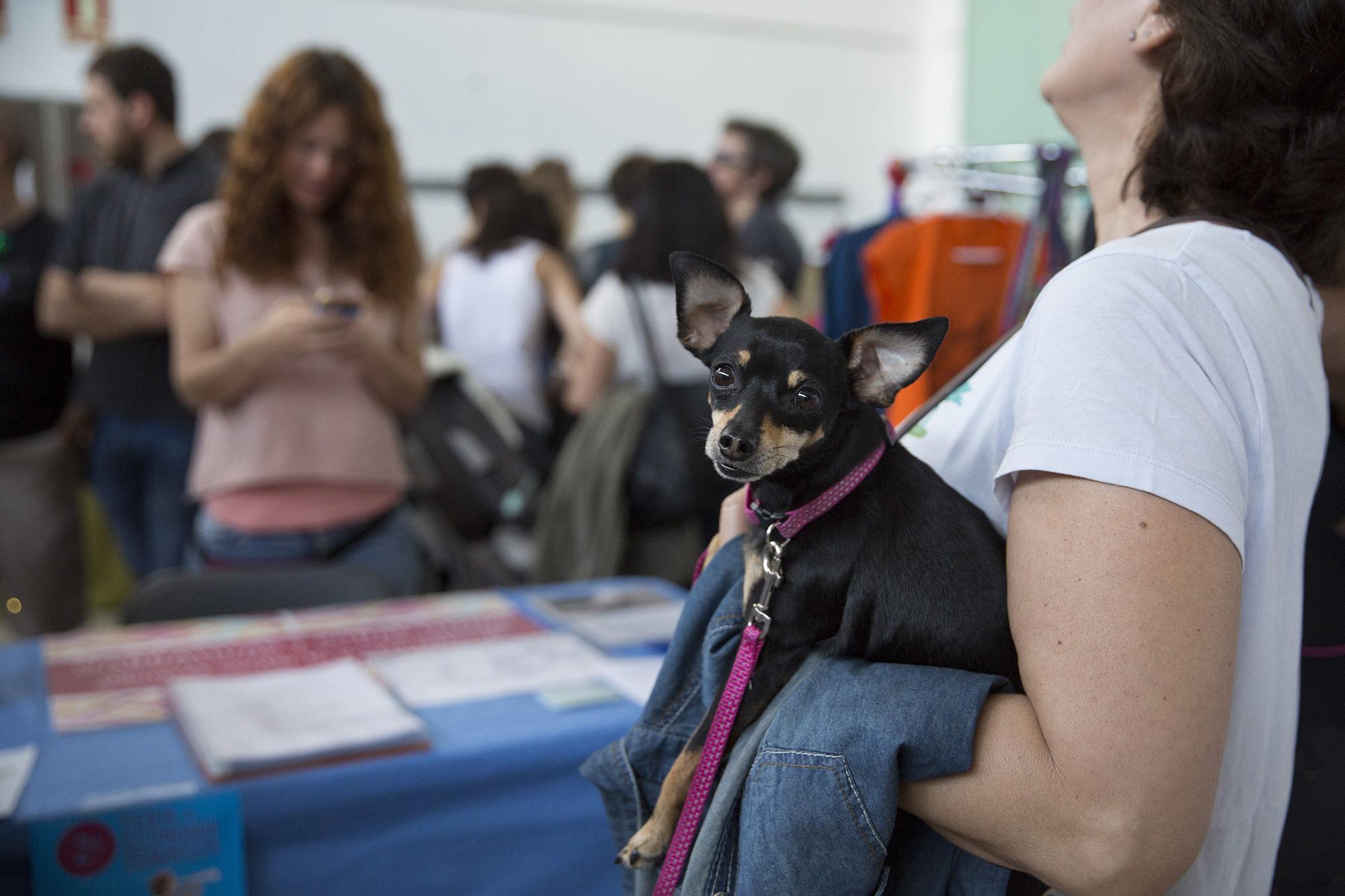 Perro vegano