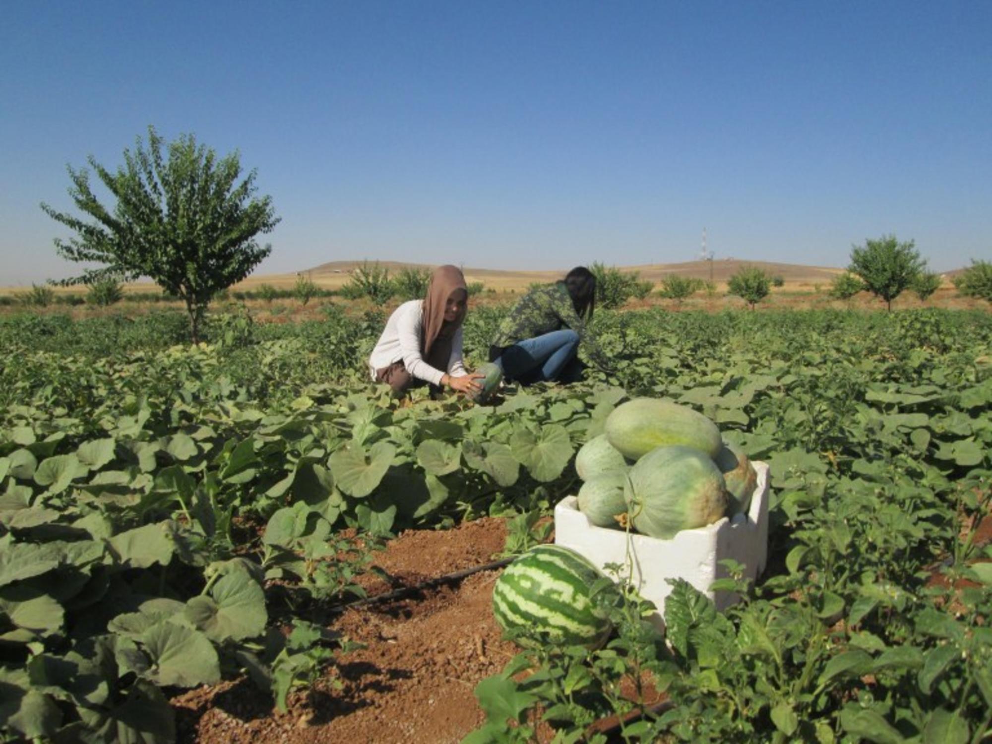 Huerta comunal Jinwar Rojava