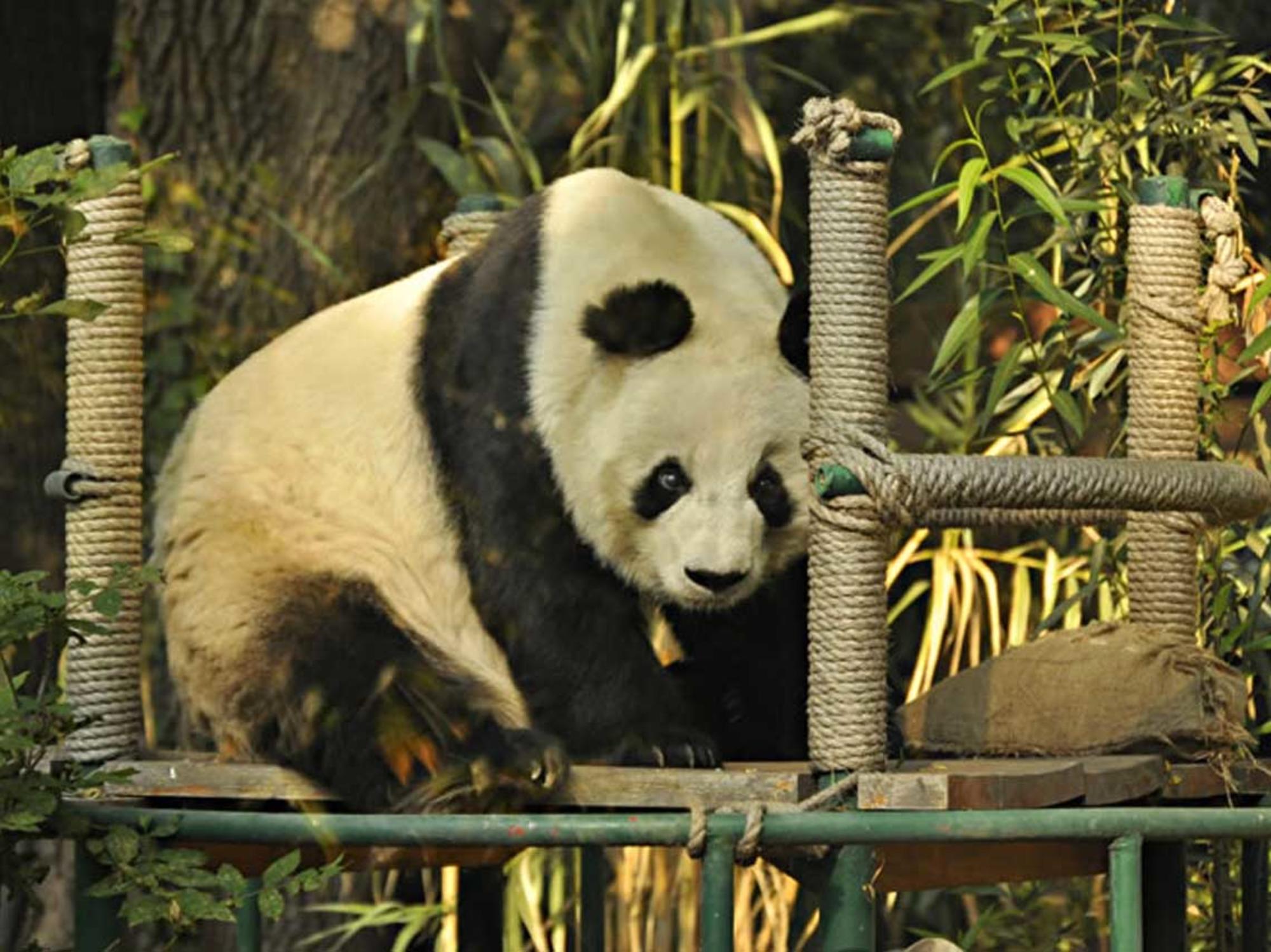 Oso panda en Zoológico