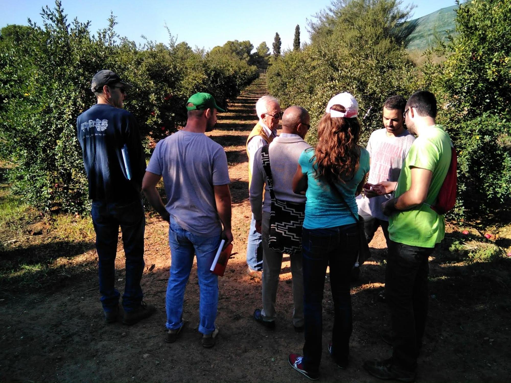 Finca la Florentina (Valencia). SEAE