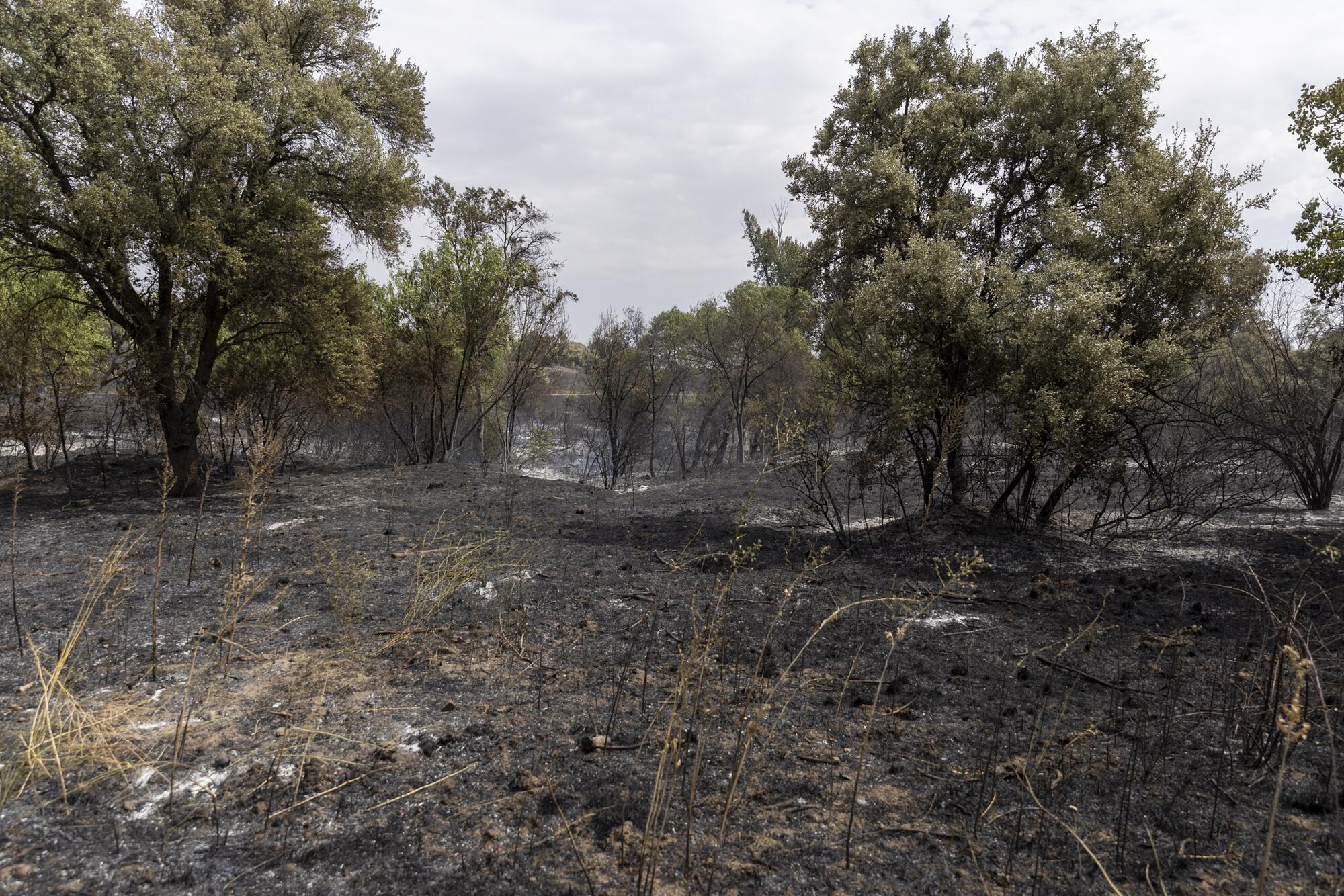 Incendio Tres Cantos  - 24