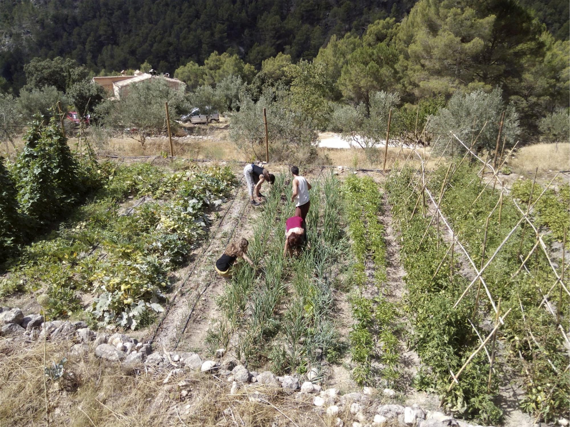 Faenas agrícolas Más del Bunyolero y Mas del Cant del Carabo