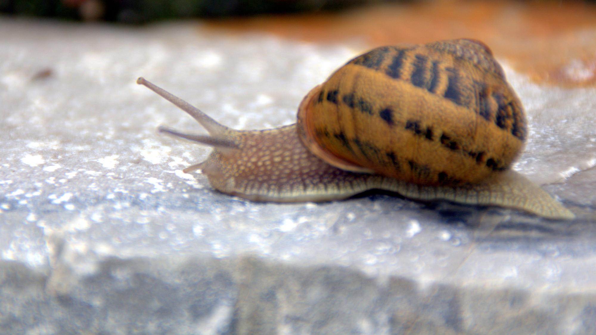 Caracol decrecimiento