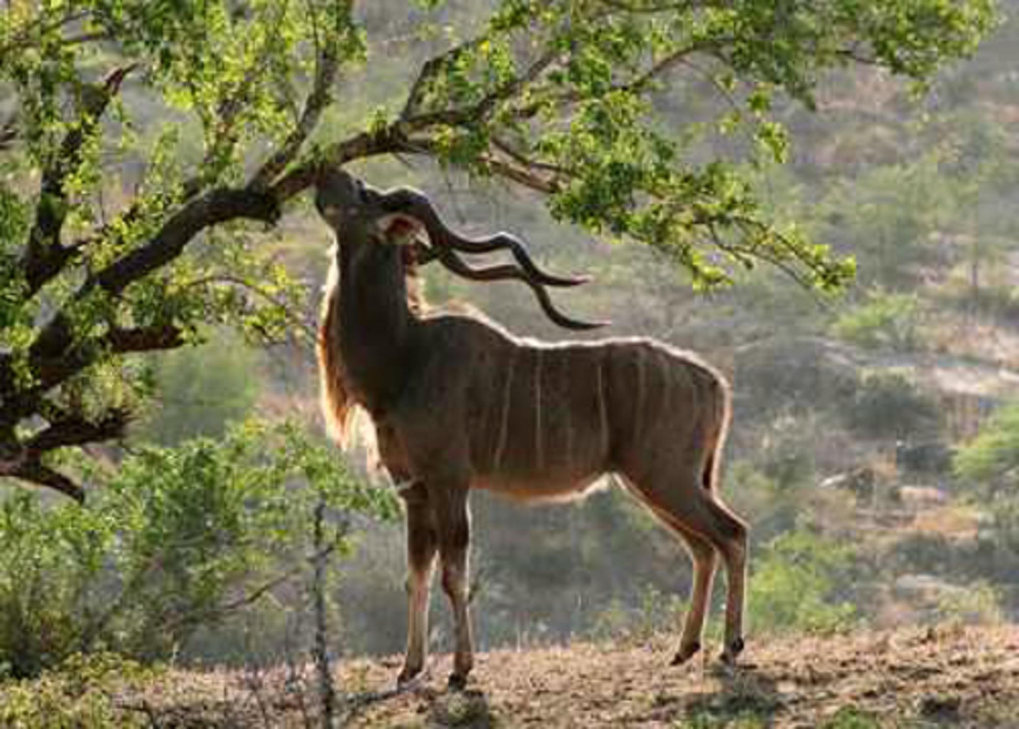 La acacia y el kudú