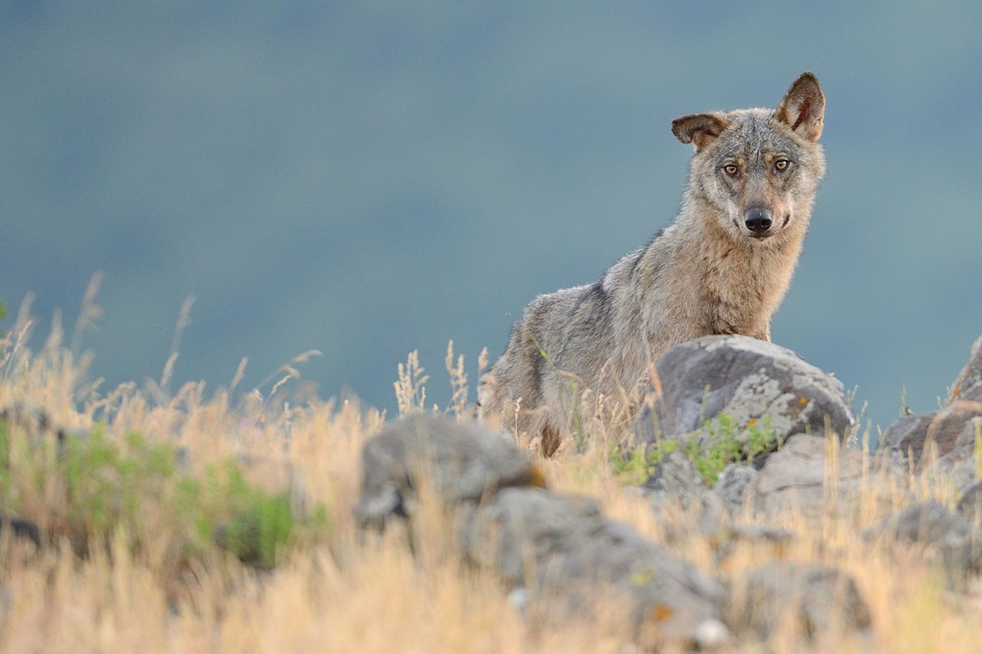 lobo rewilding europe