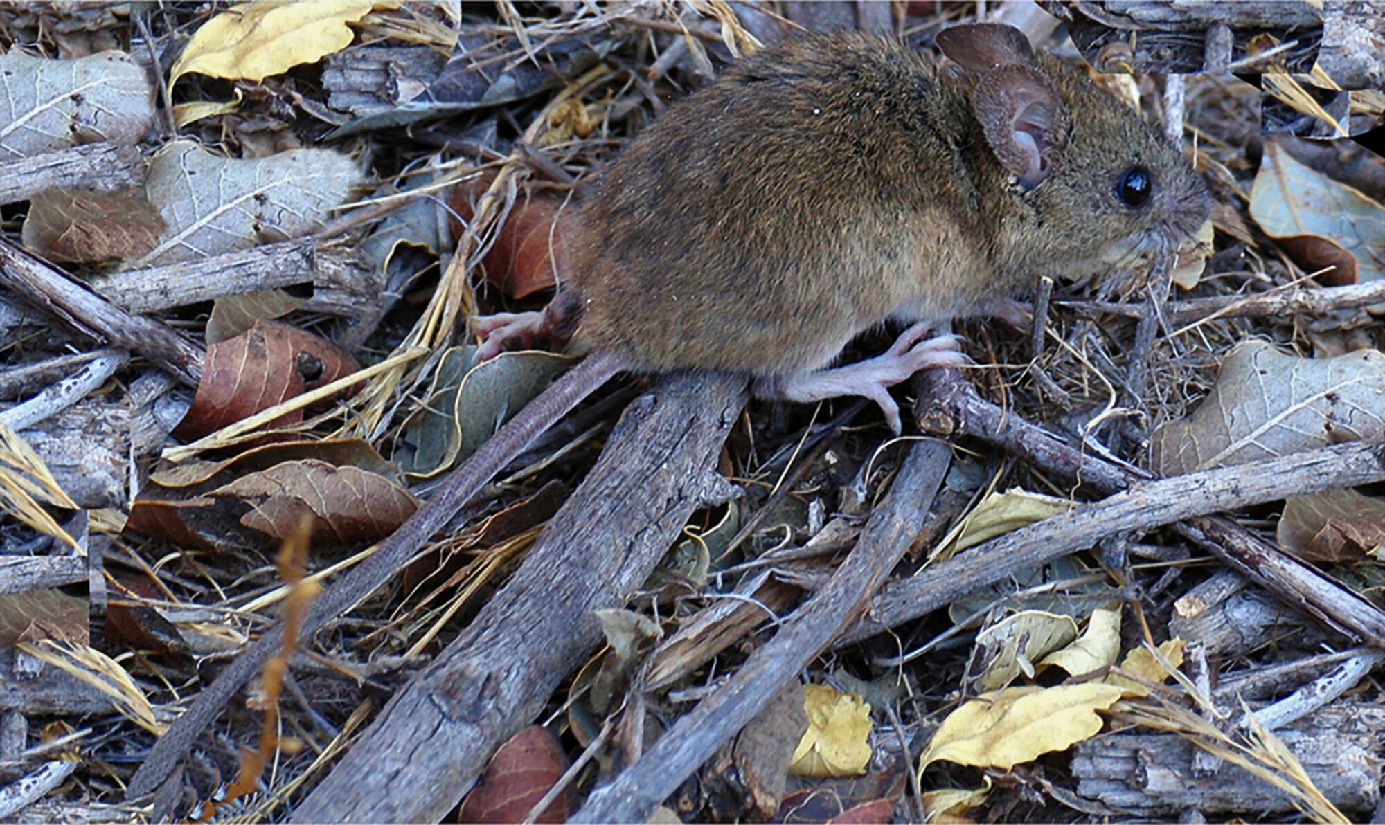Ratón Colilarga