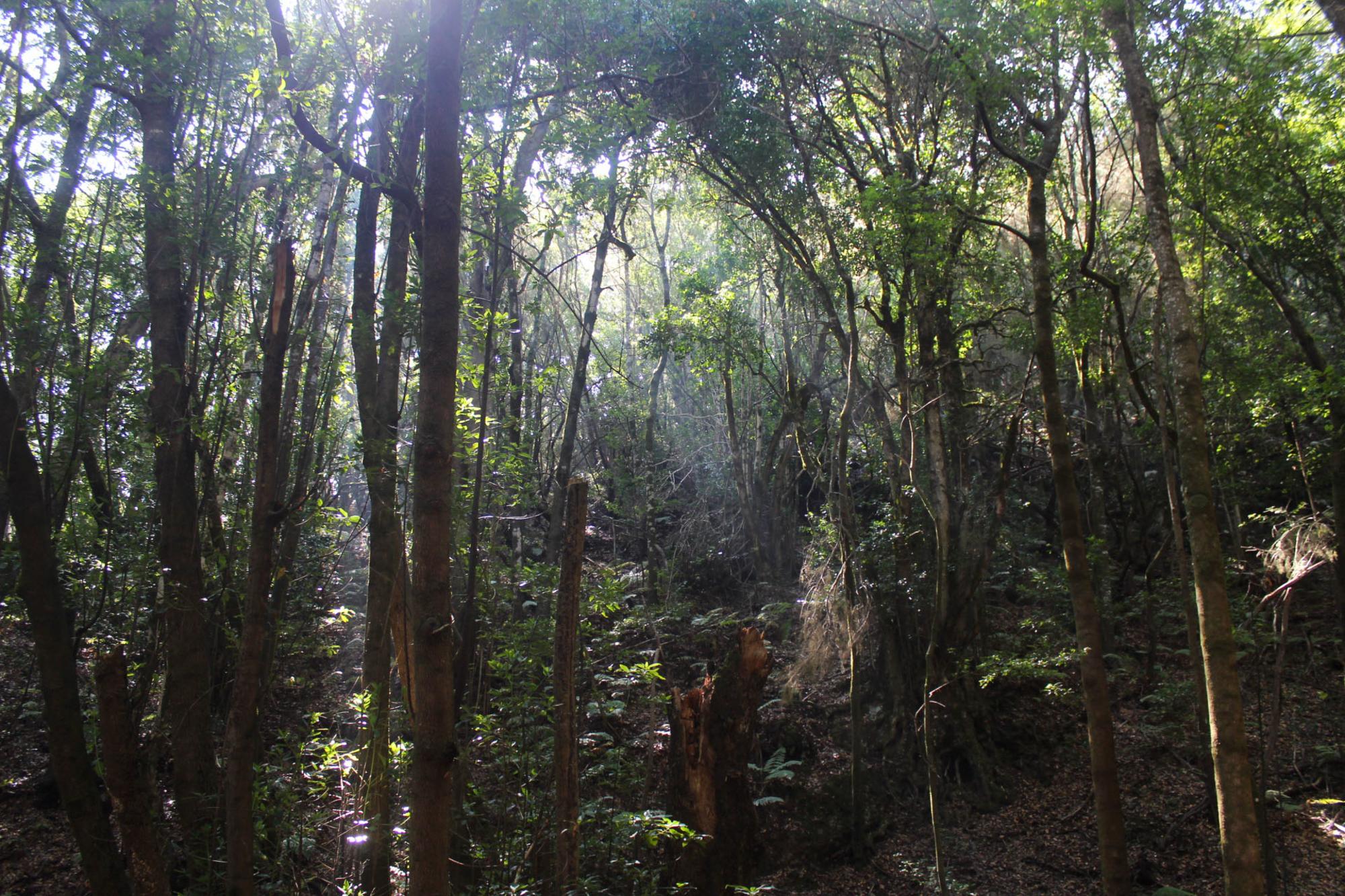 Garajonay bosques canarios - 4