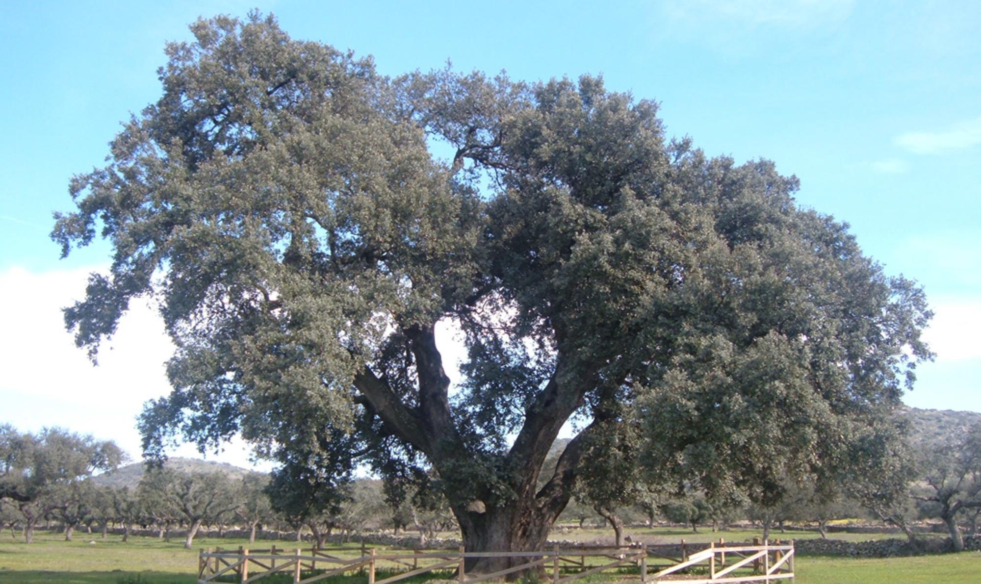 encina