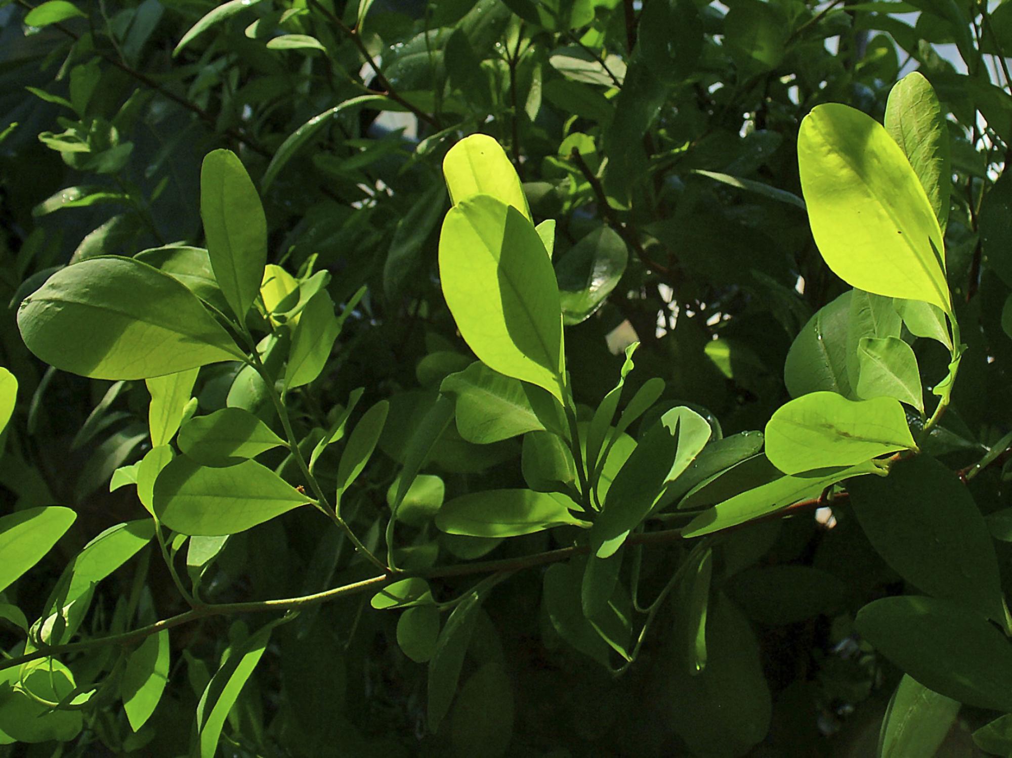 Planta de coca