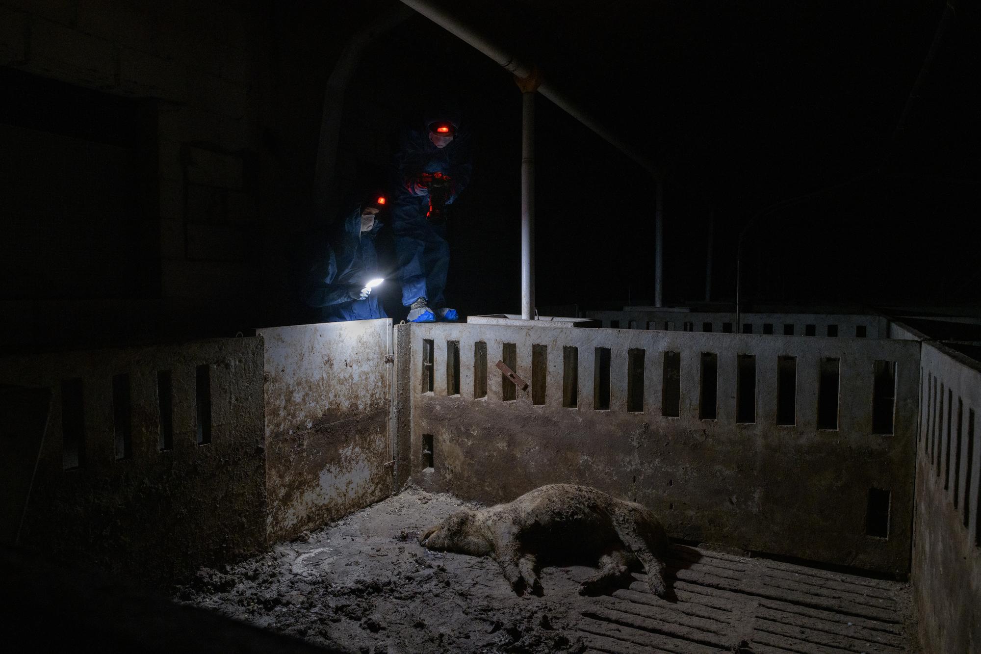 Cadáver cerdo investigación Xiana Castro