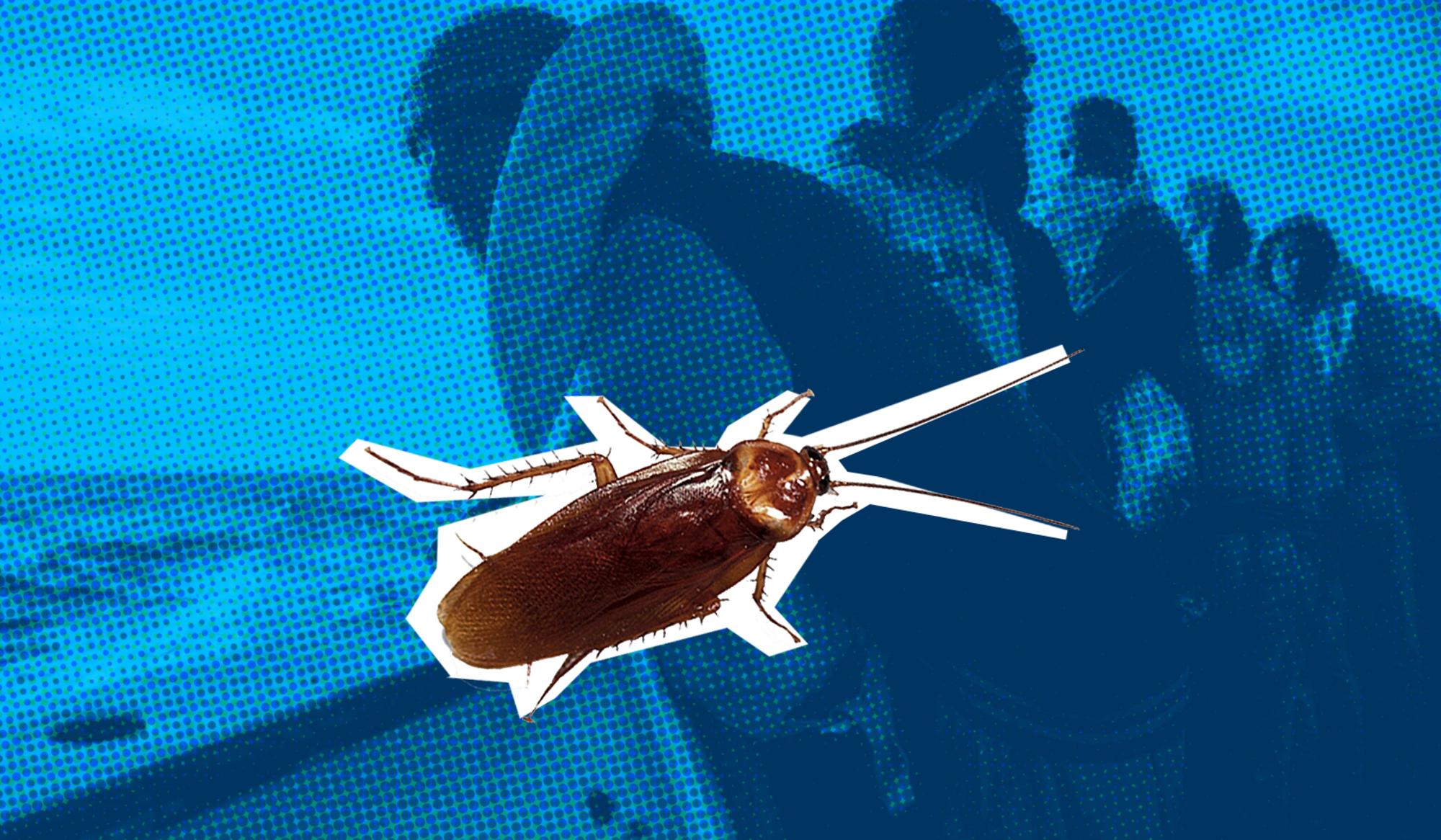 cucaracha montaje