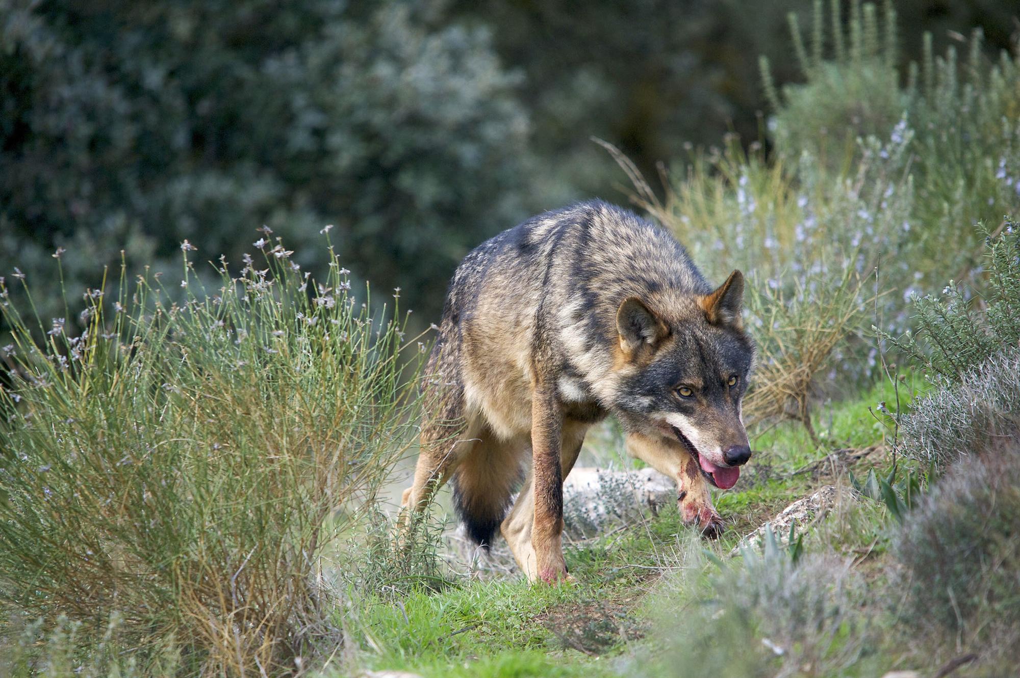 Lobo Iberico